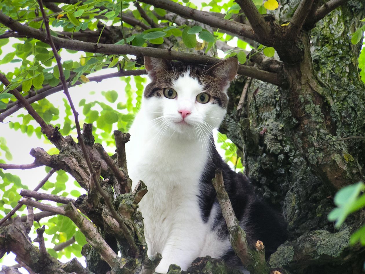 Cat in tree Stock Free