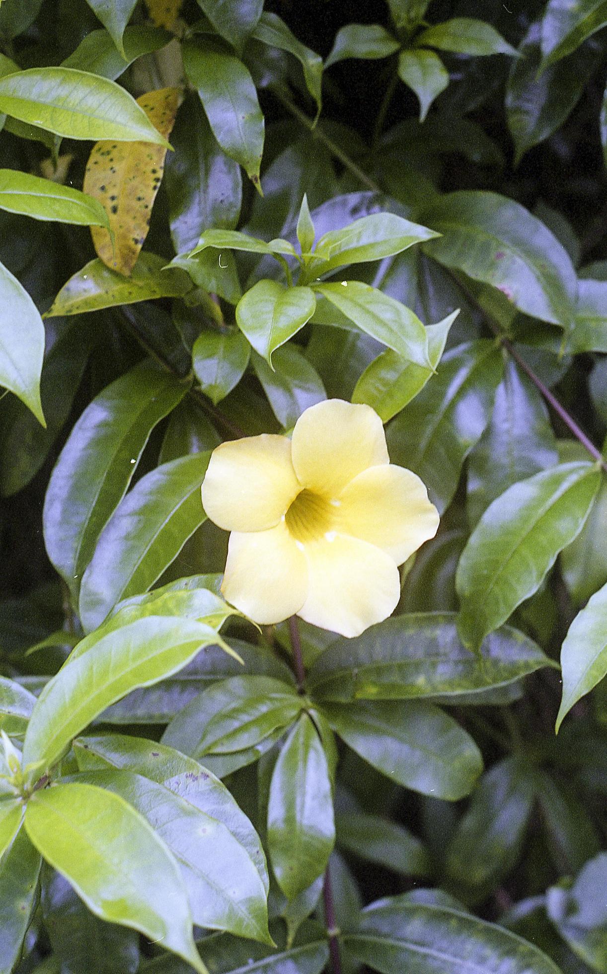 Yellow flowering bush Stock Free