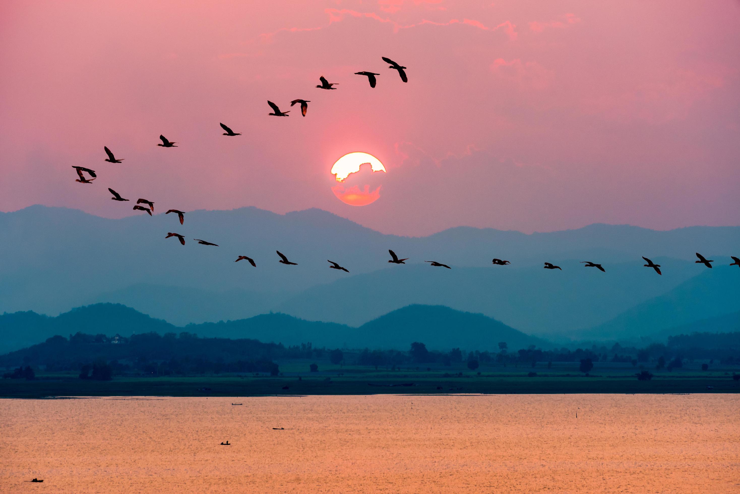 Birds flying over lake during sunset Stock Free