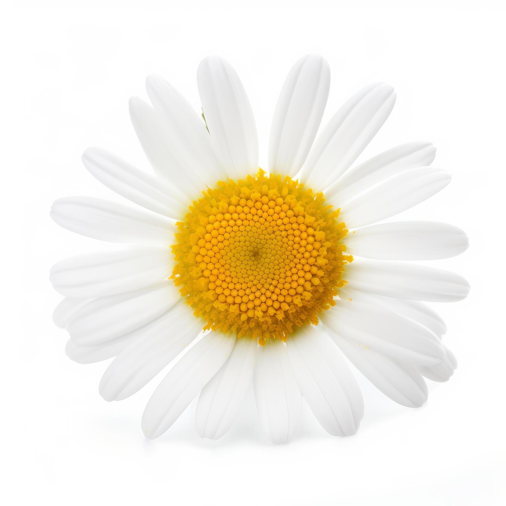 Chamomile flower on white background. Illustration Stock Free