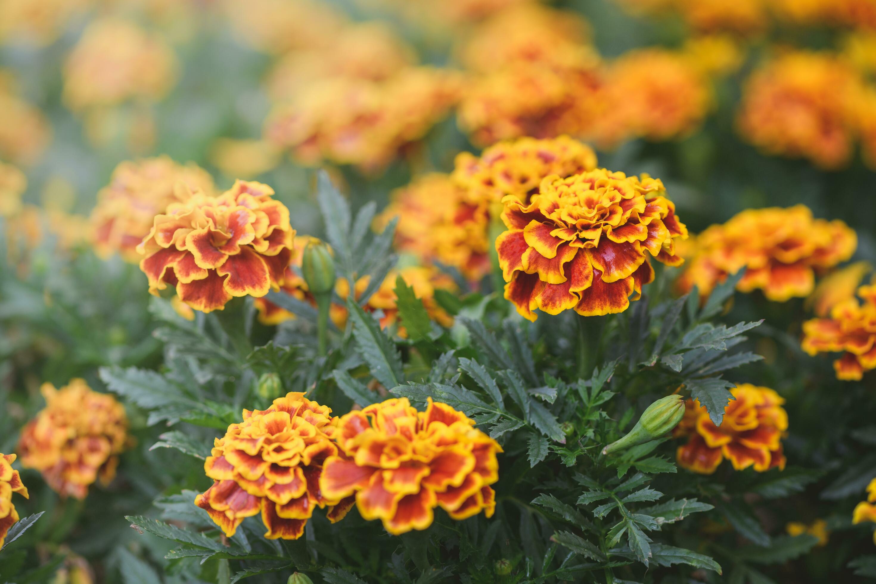 Beautiful Yellow and red Mexican marigold flower Stock Free