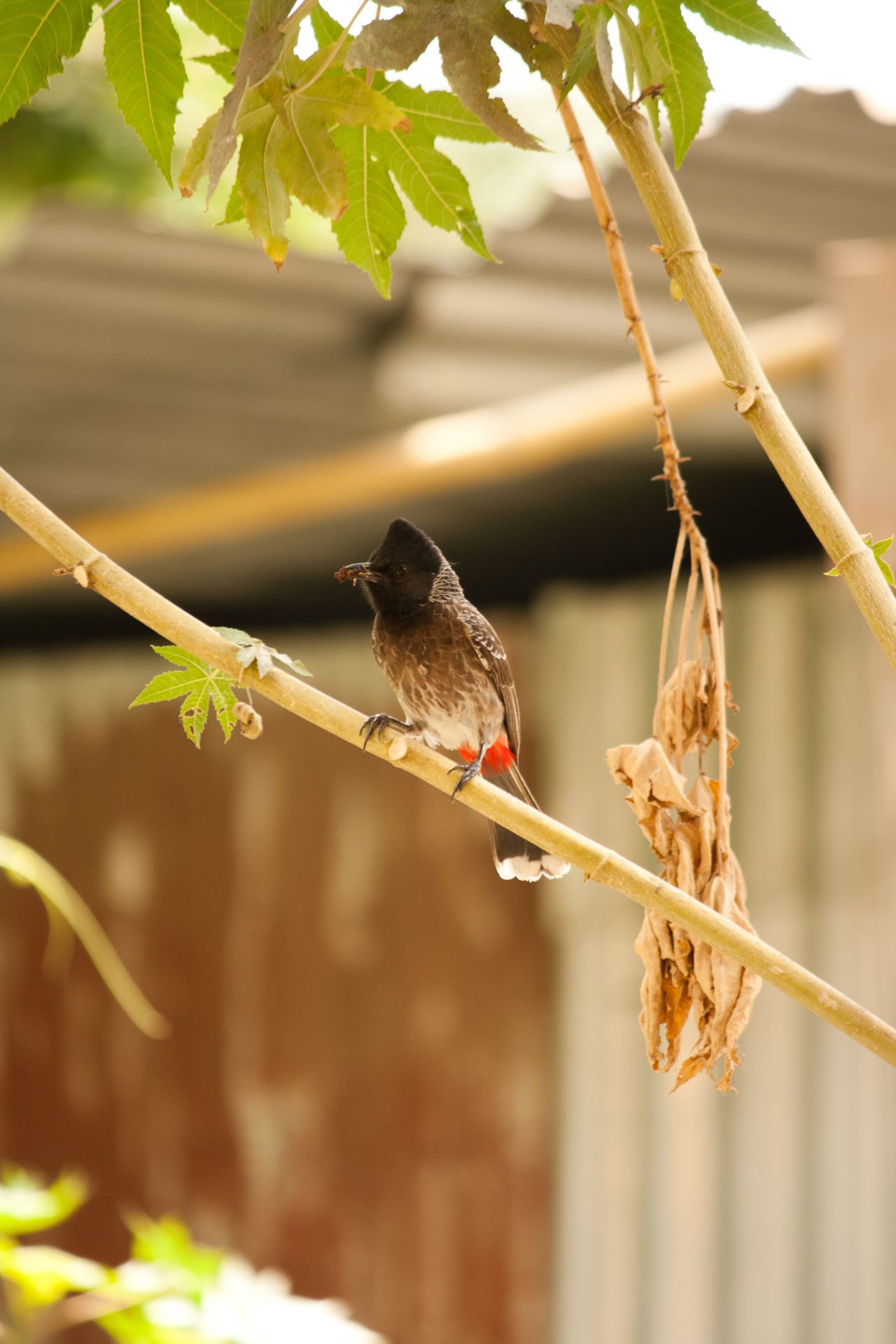 Bulbul Bird Small Stock Free