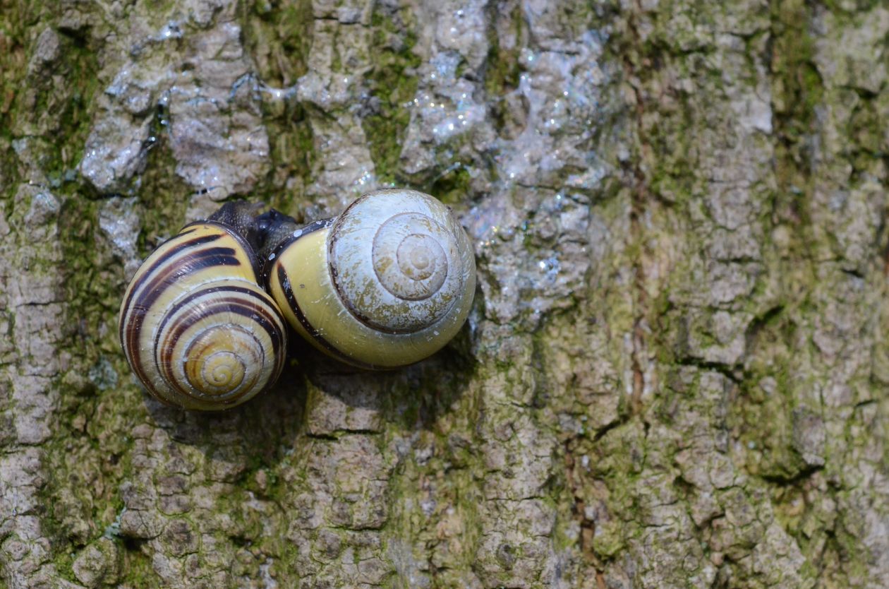 Snails in love Stock Free