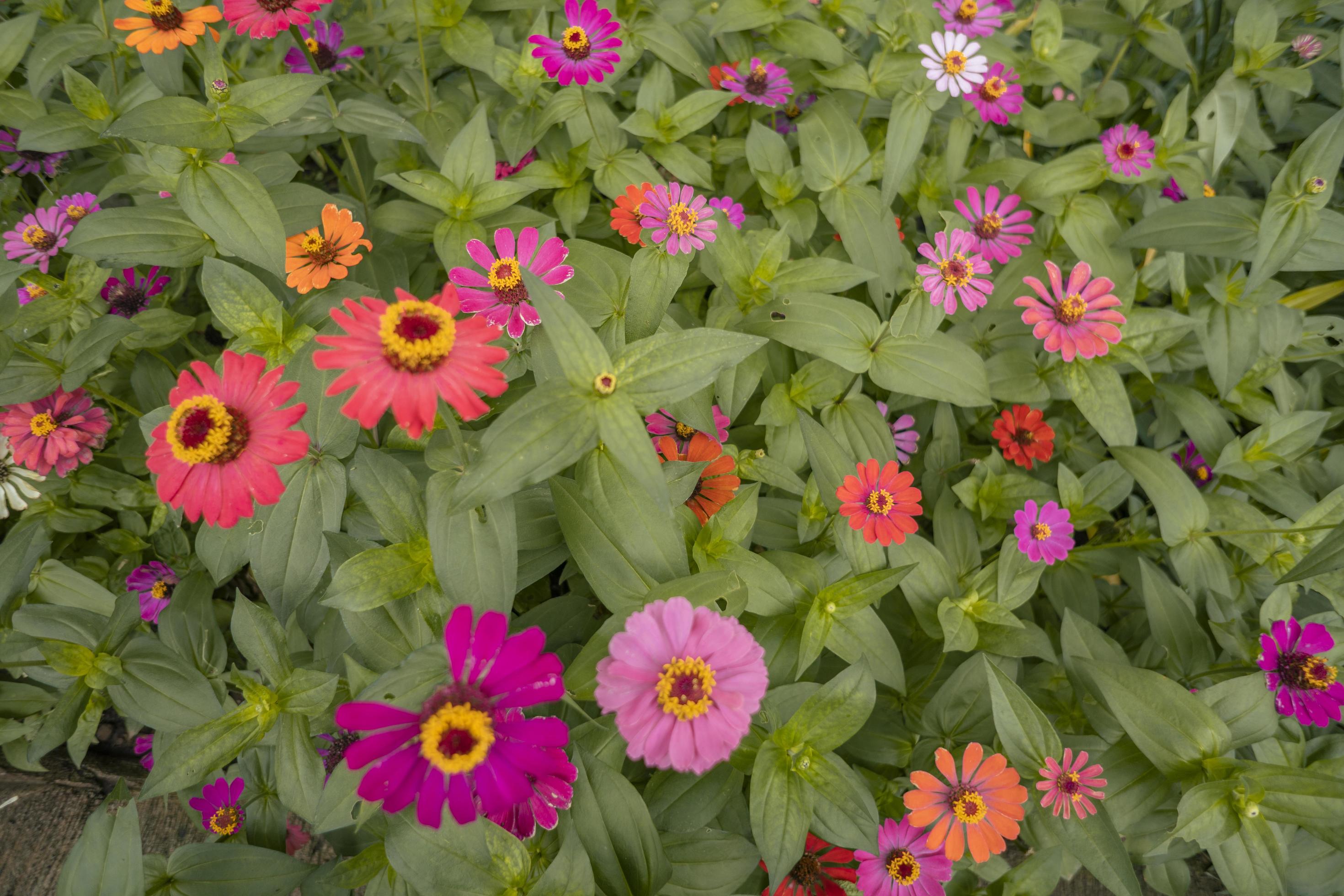 Close up photo of wild pink flower on spring time. The photo is suitable to use for nature background and content media social. Stock Free