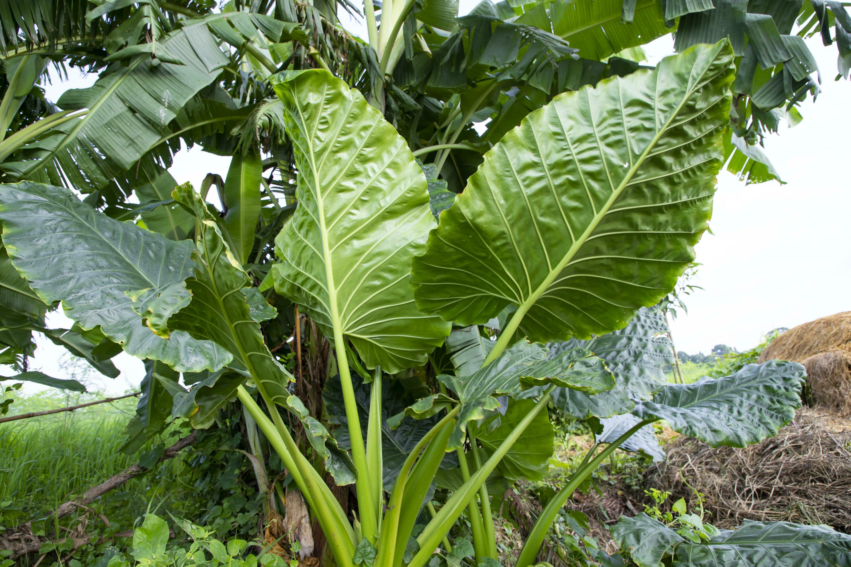 Green Alocasia or Elephant ear tree plant Natural Texture background Stock Free