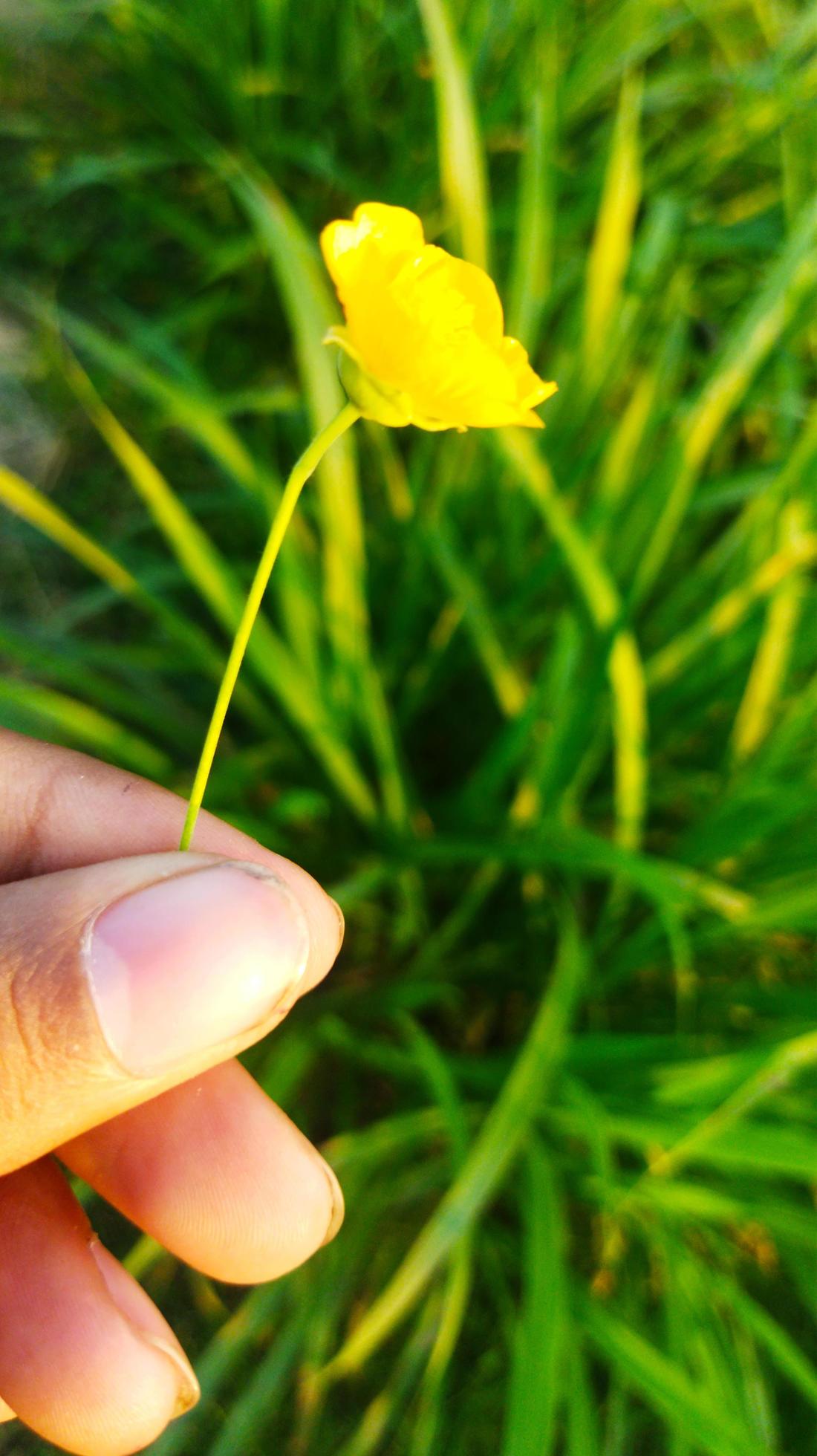 hand and flower photo Stock Free