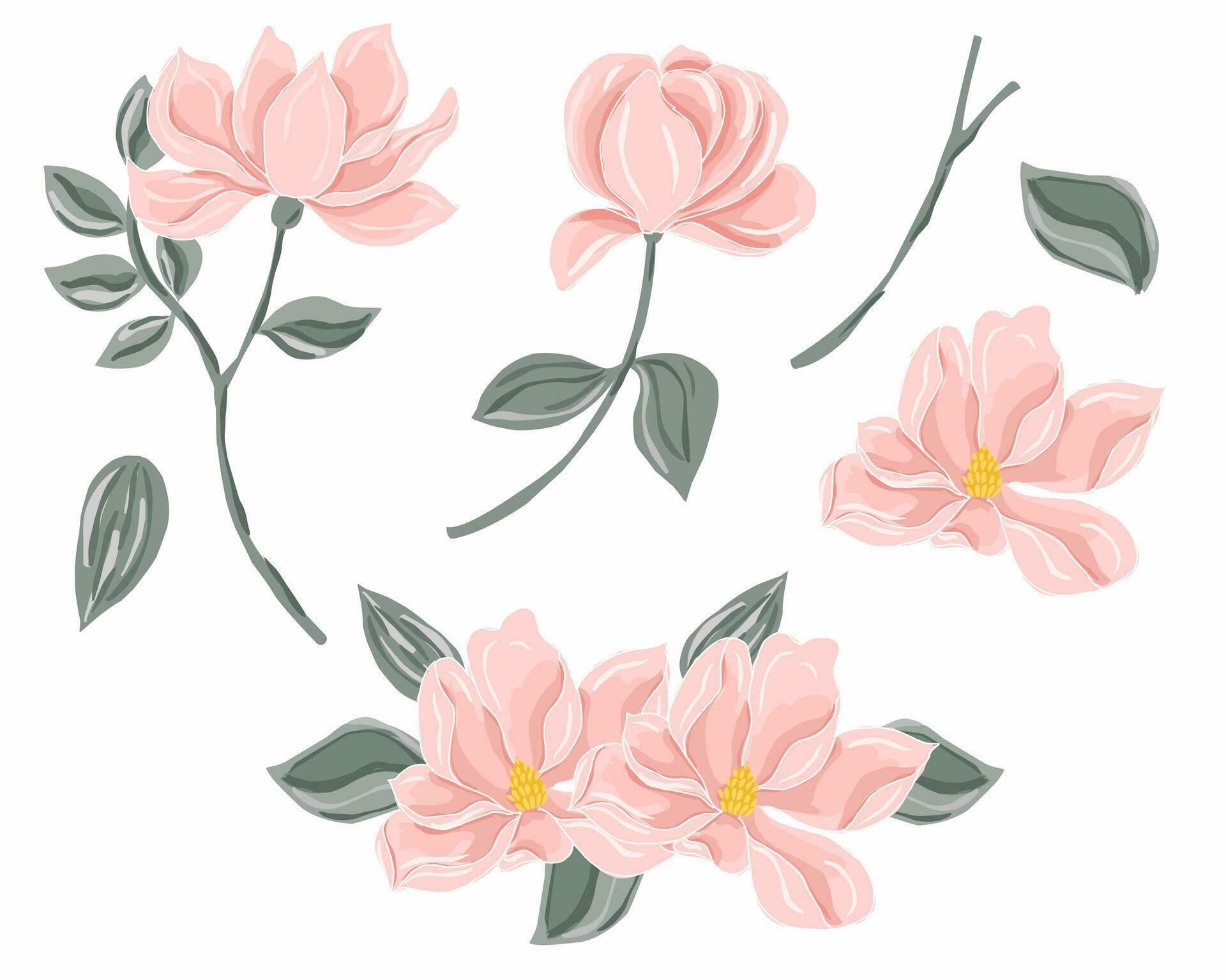 Soft Peach Magnolia Hand Drawn Flower Stock Free