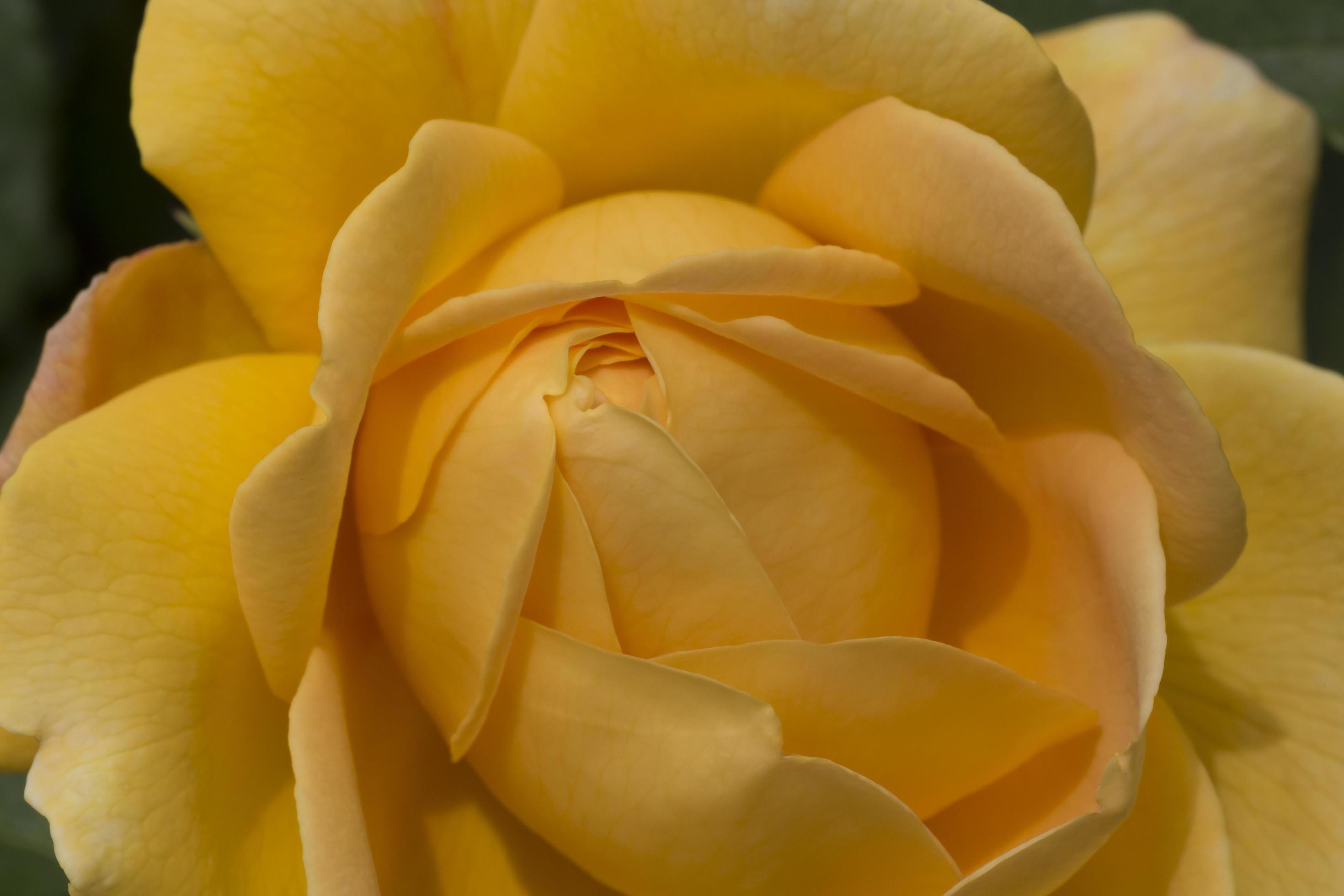 close up of yellow rose flower Stock Free