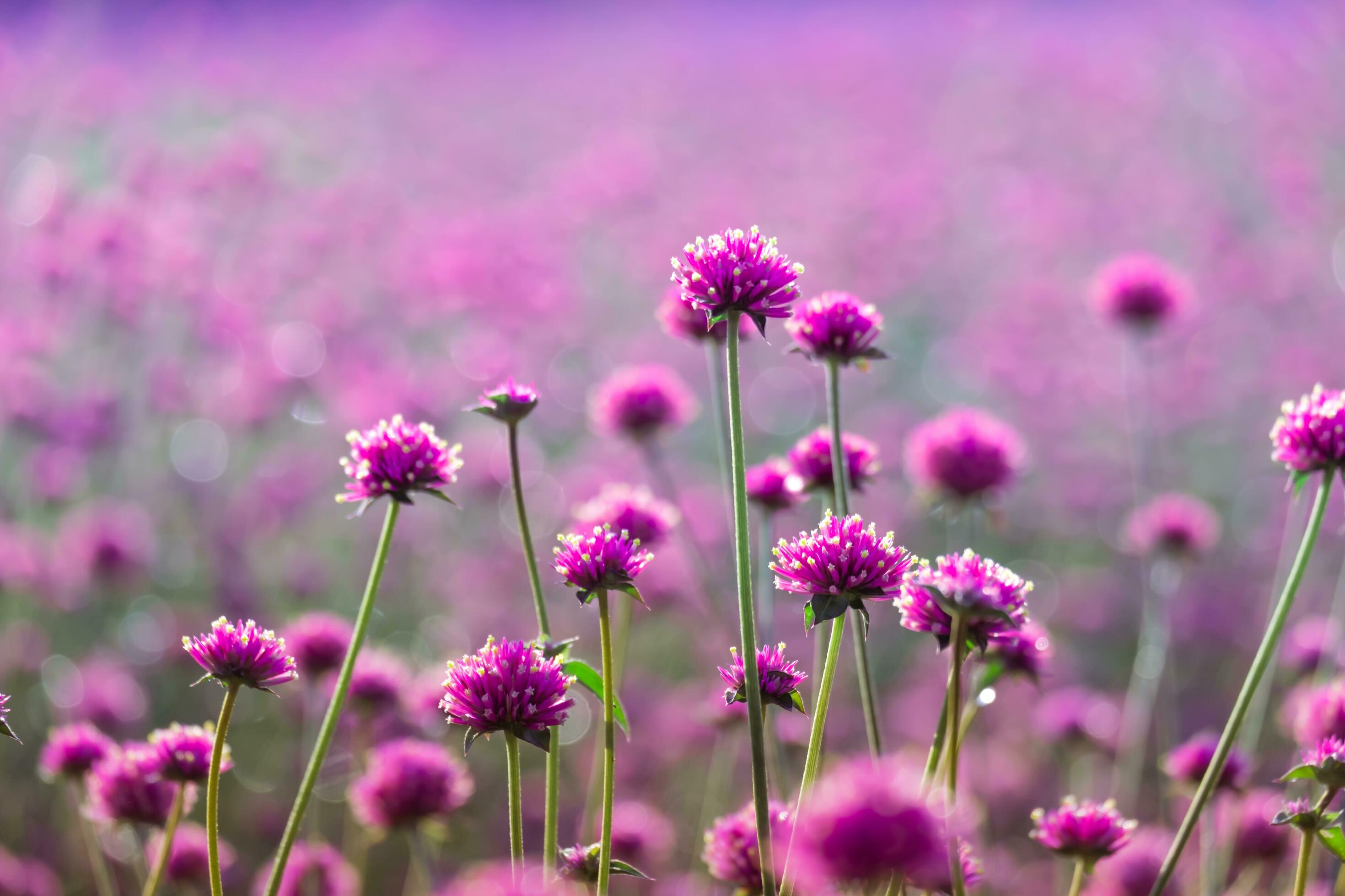 pink amaranth flower blossom on field, Beautiful growing and flowers on meadow blooming in the morning.Soft pastel on nature bokeh background Stock Free