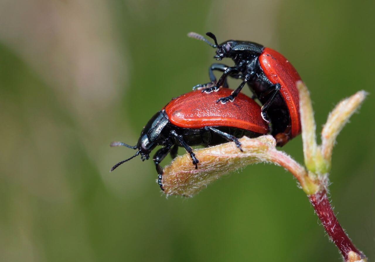 Beetles Stock Free