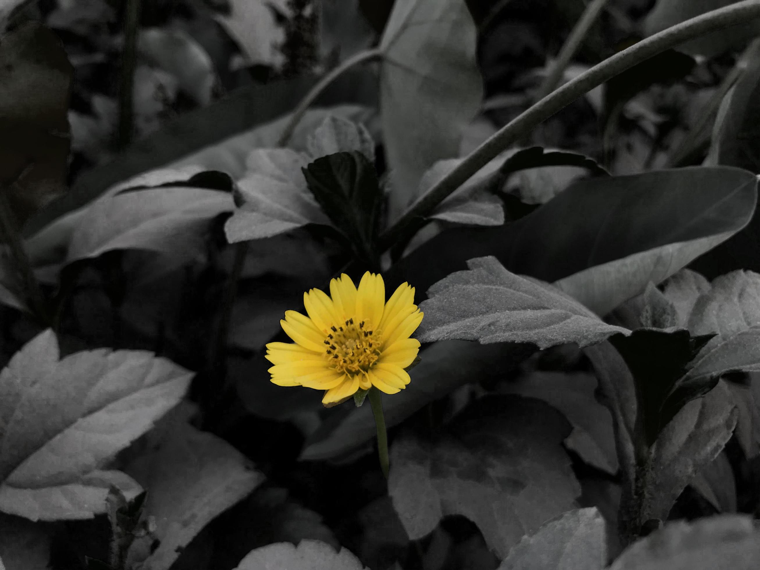 Yellow Forest Flower on Black Background Stock Free