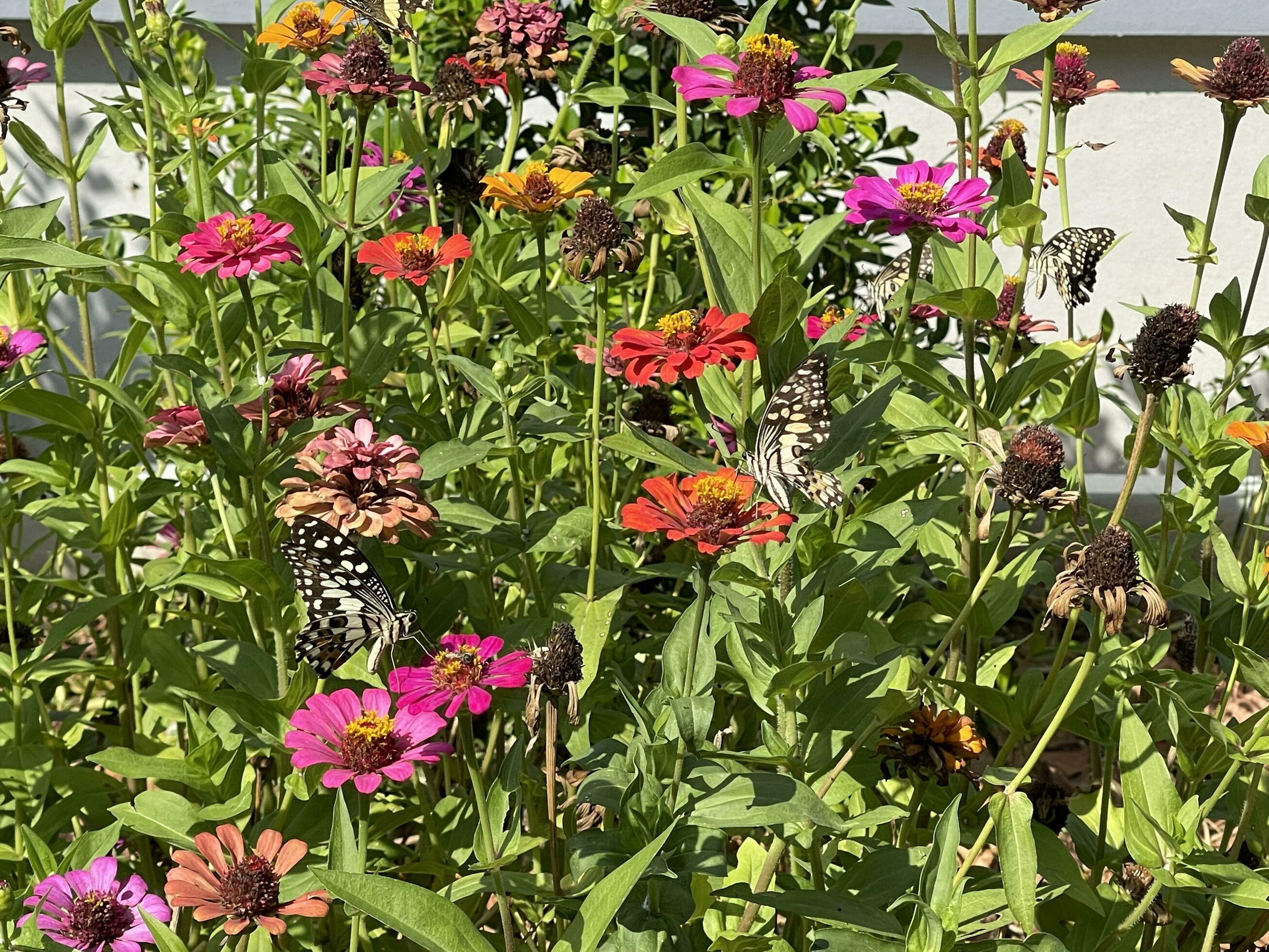 Zinnia flower of nature background Stock Free