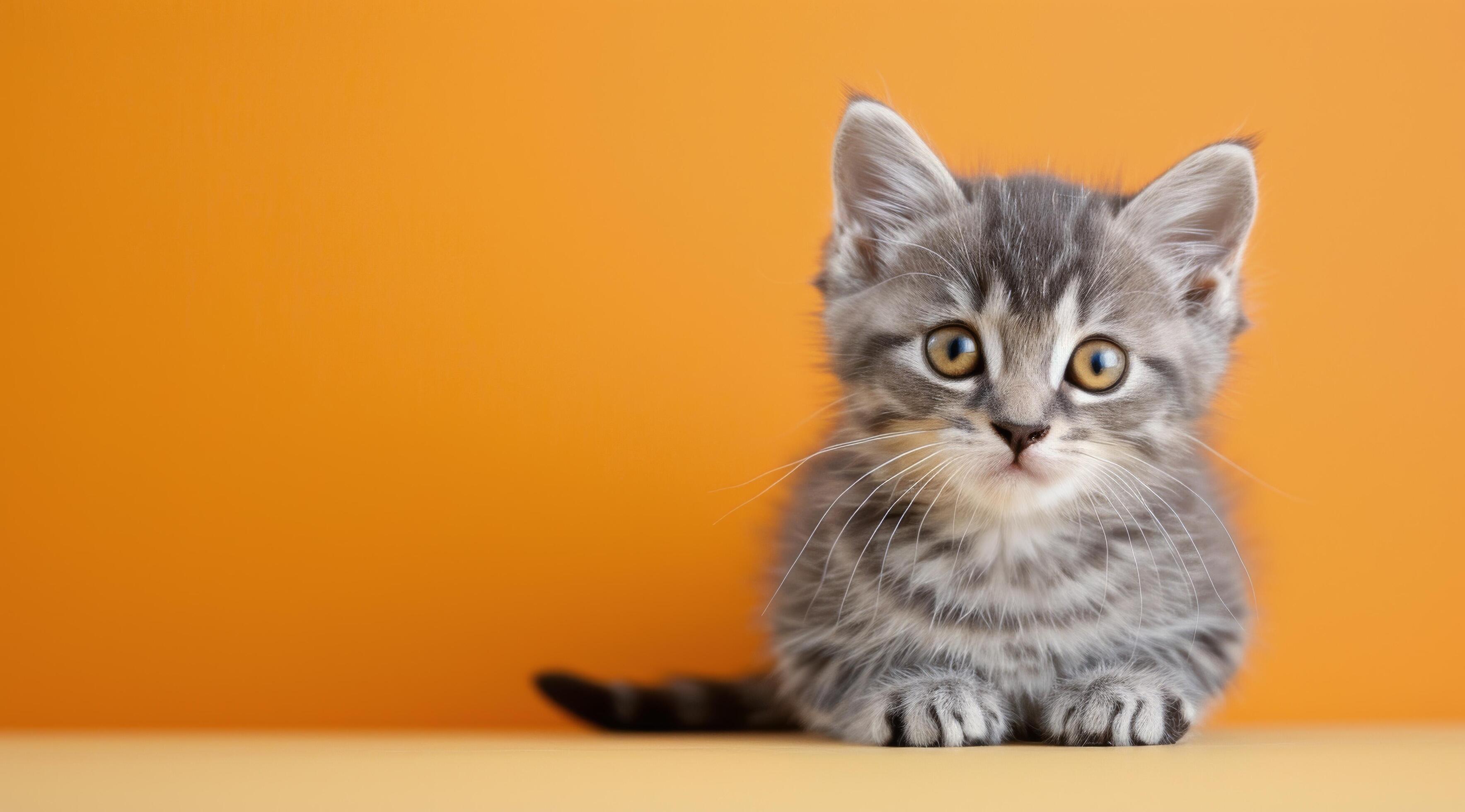 Adorable Kitten Wearing Witch Hat Against Orange Background With Pumpkins Stock Free