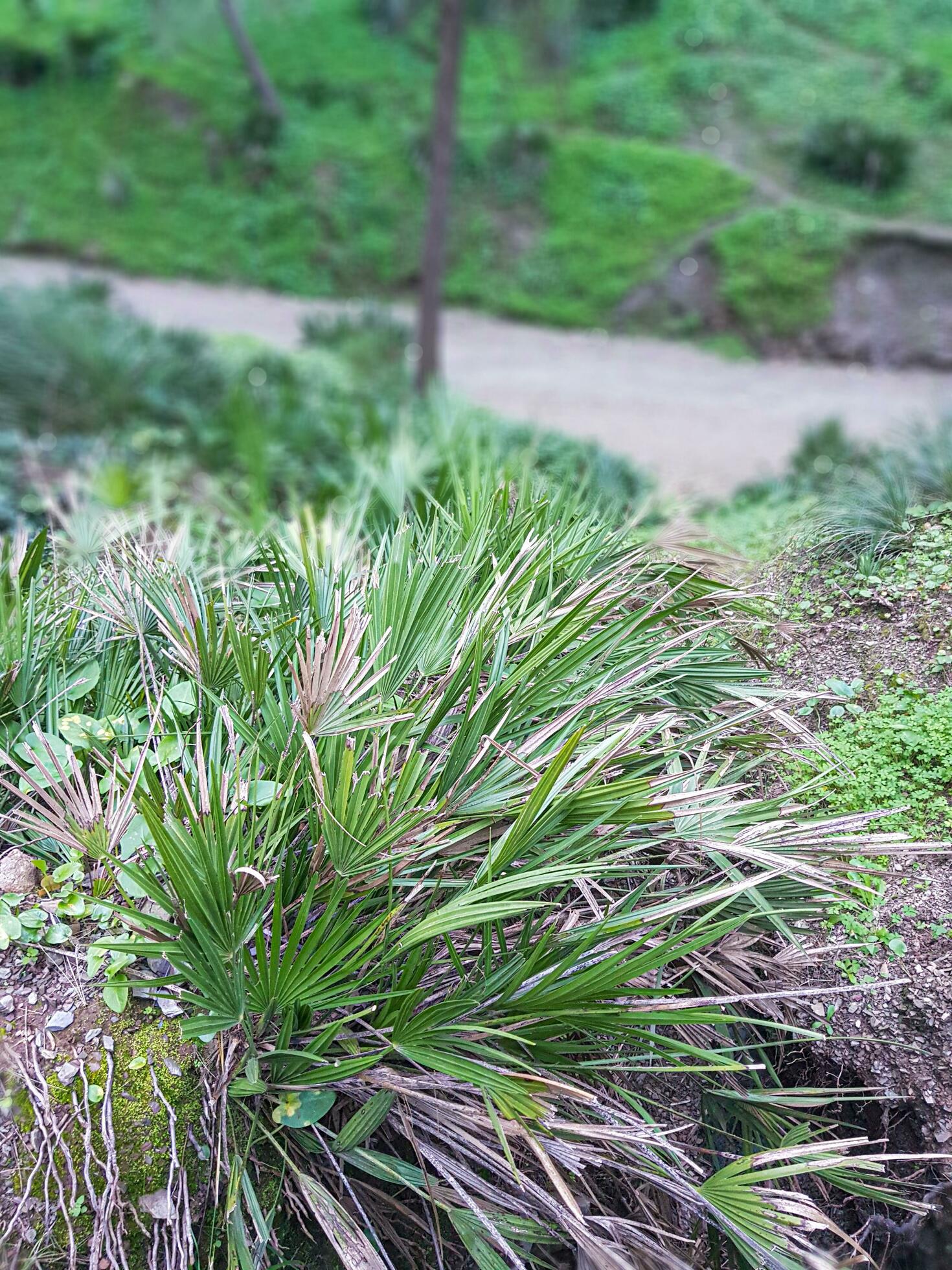 Discover the breathtaking beauty of wild palm trees in their stunning natural surroundings Stock Free