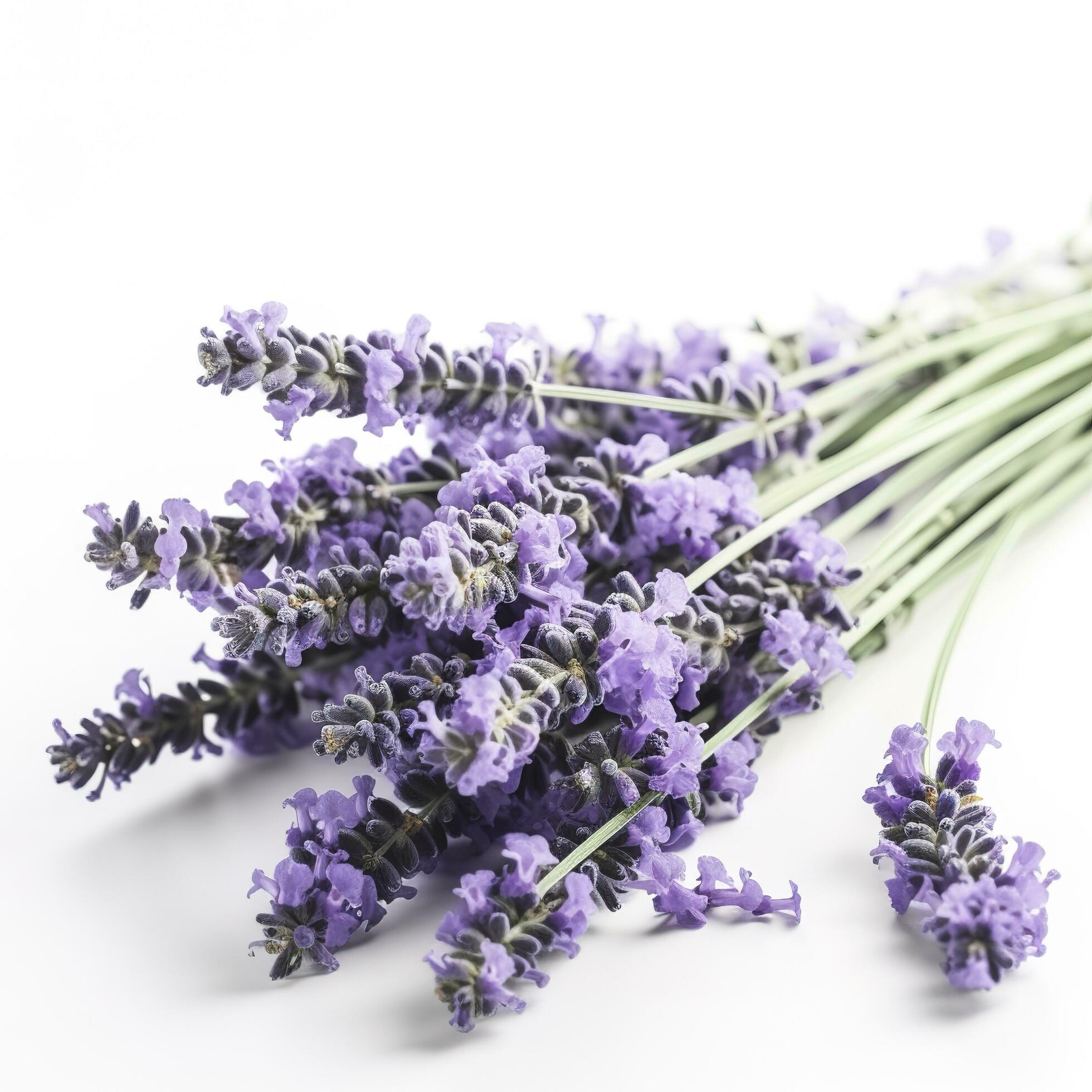 Beautiful lavender flowers on white background, generate ai Stock Free