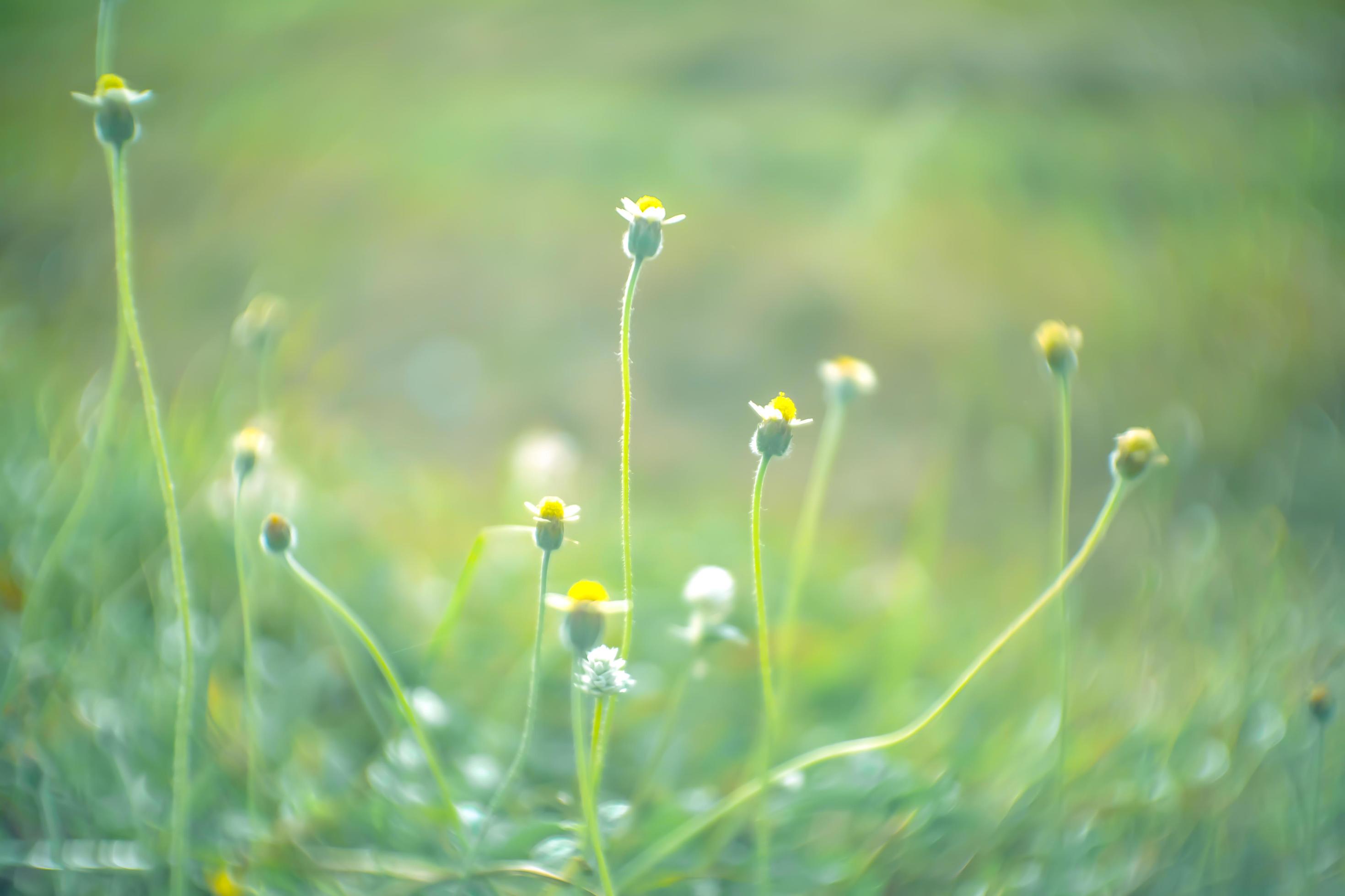 blurred ,wild flower fields.Beautiful growing and blooming in the morning Stock Free