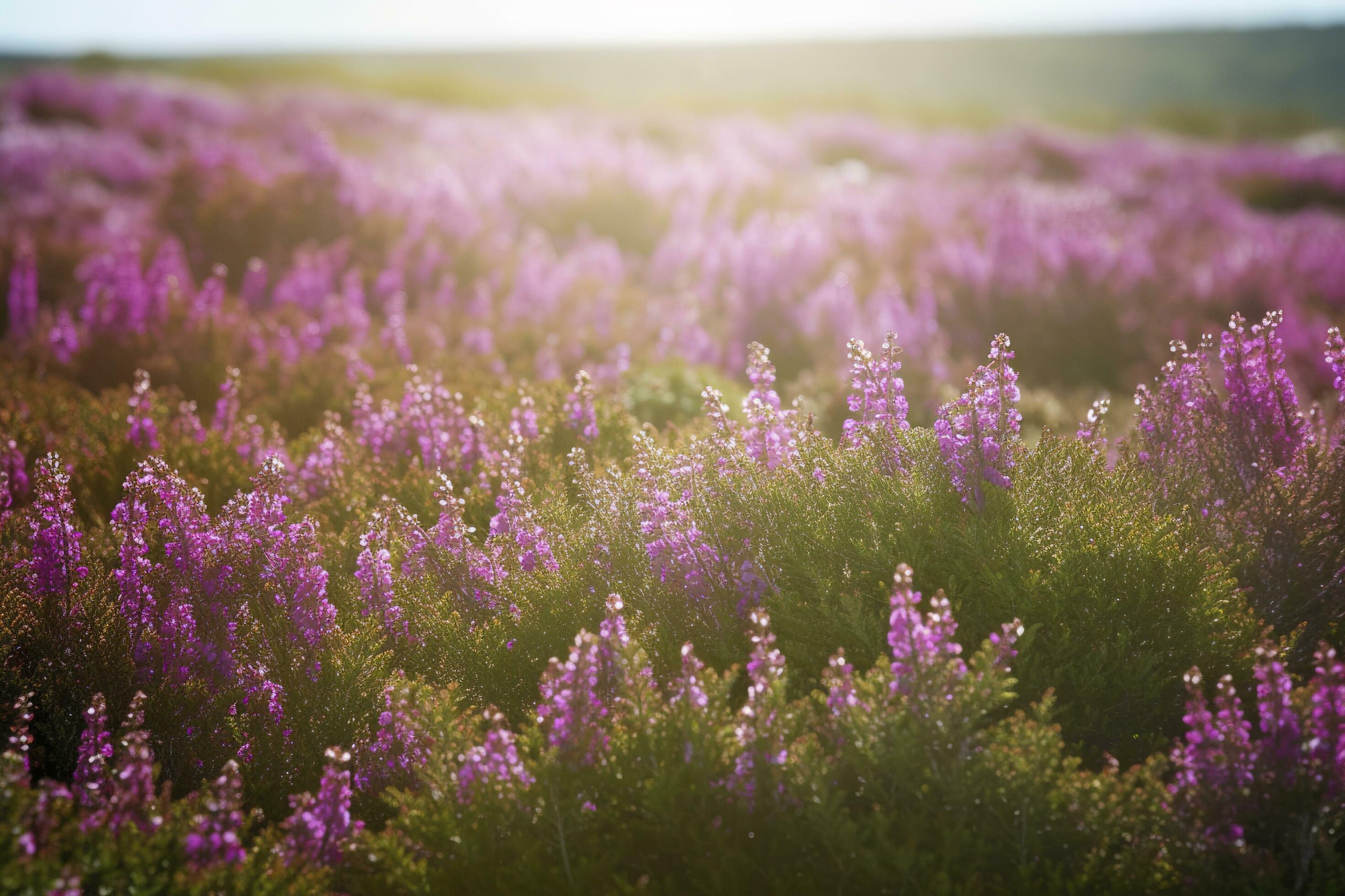 Erica Flower Field, Summer Season , generate ai Stock Free