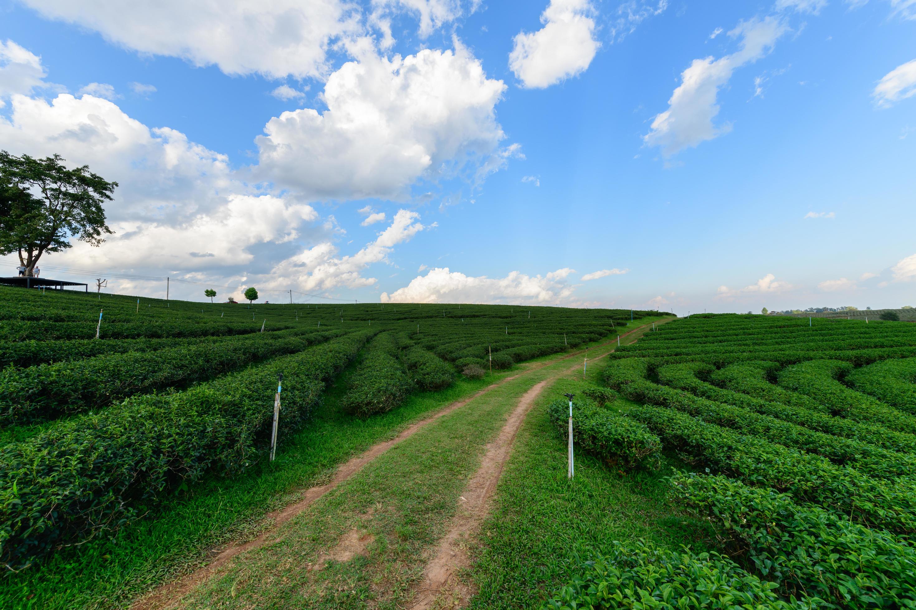 tea plantation with white cloud blue sky Stock Free