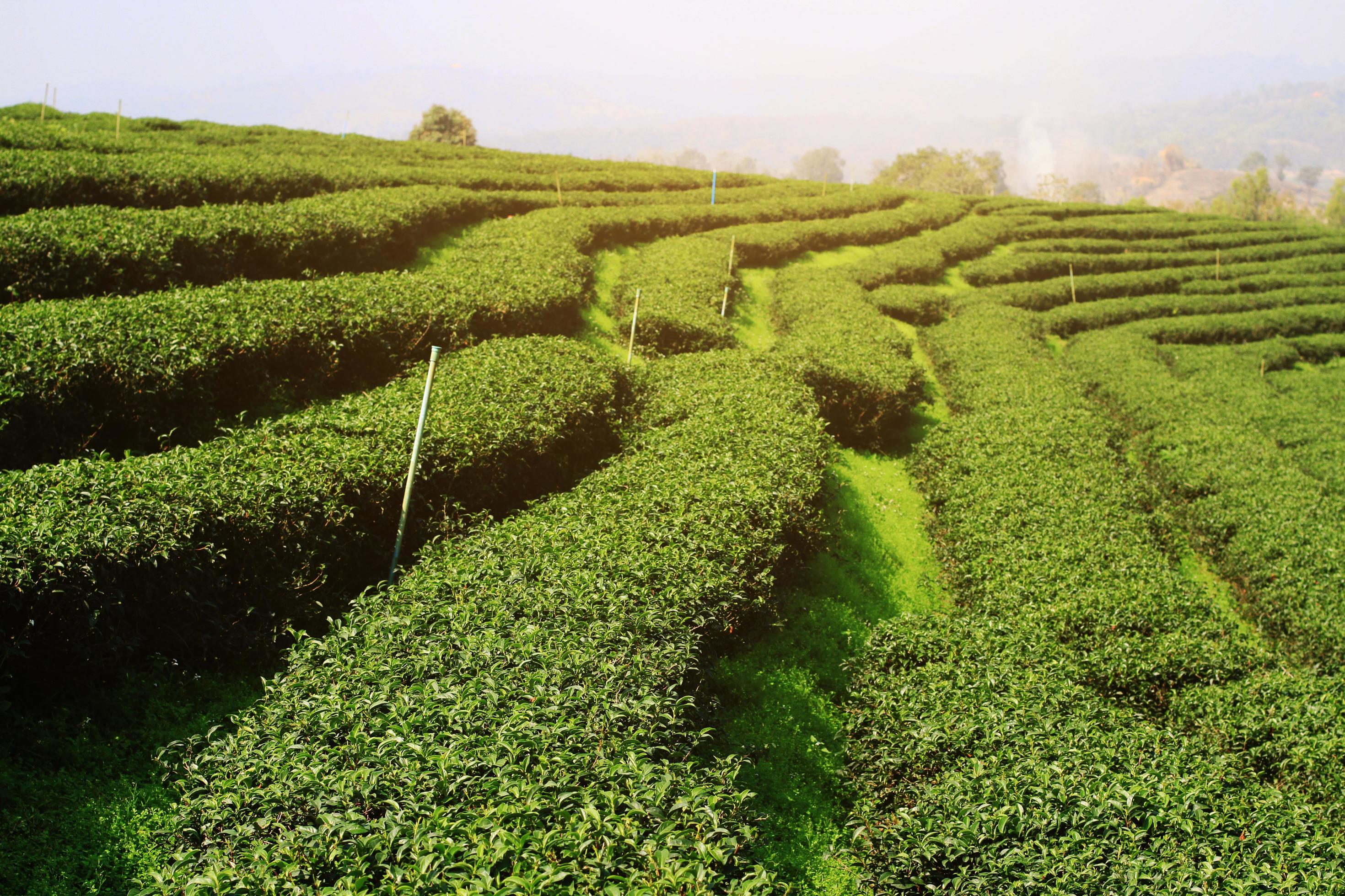 Beautiful landscape golden sunrise shining on Tea Plantation on the mountain, Thailand Stock Free