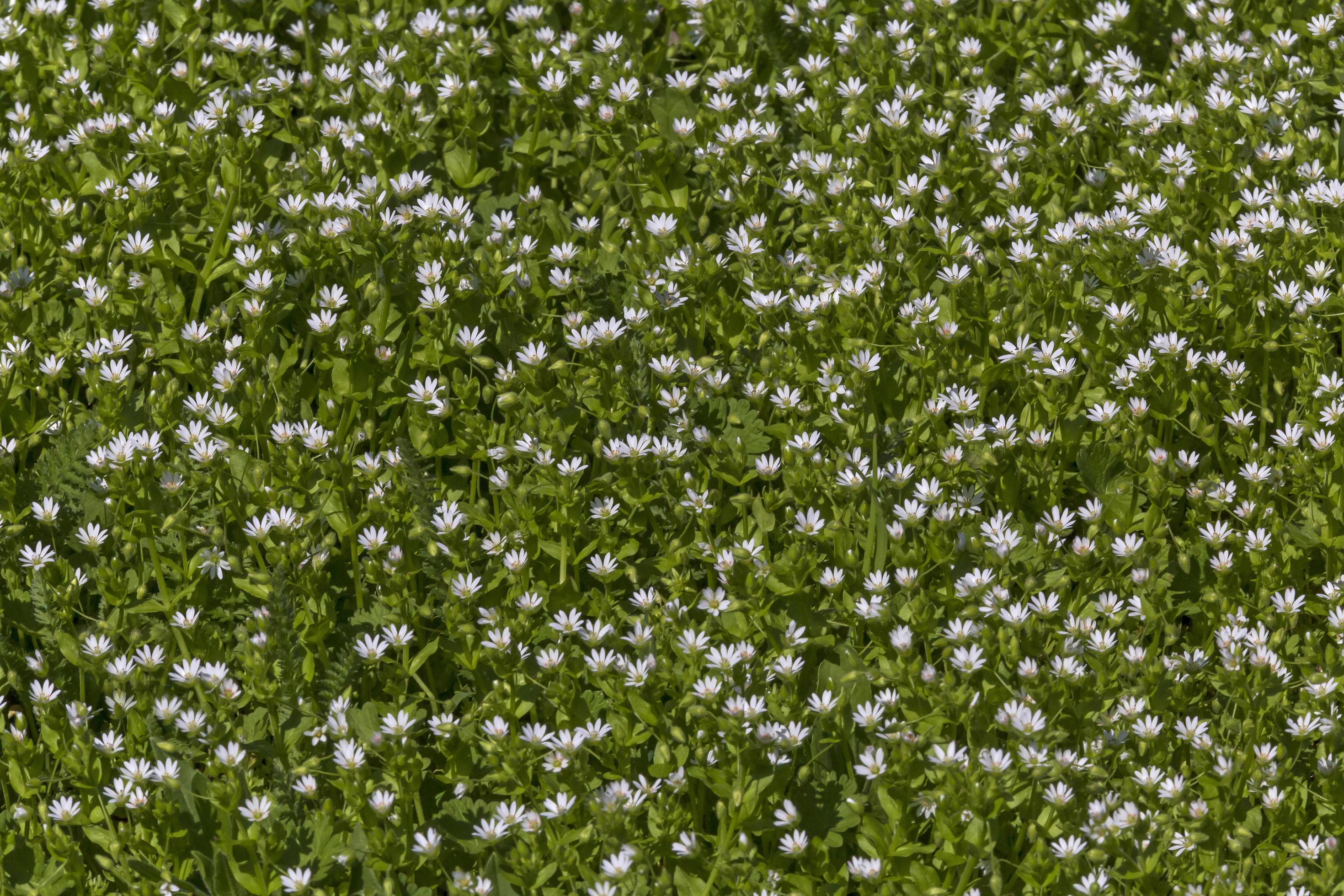 plenty of small white flowers on meadow at spring Stock Free