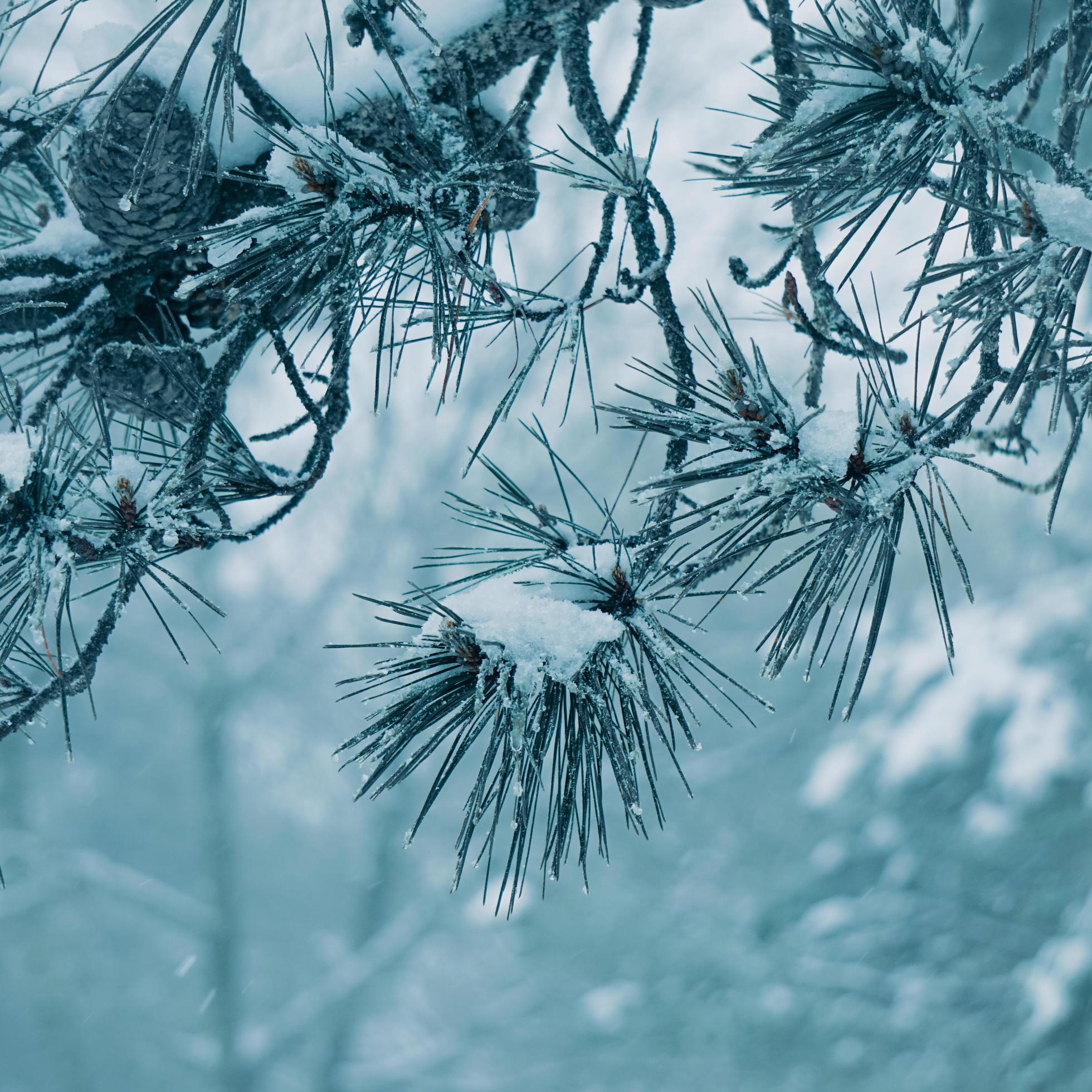 snow on the pine tree leaves in winter season Stock Free