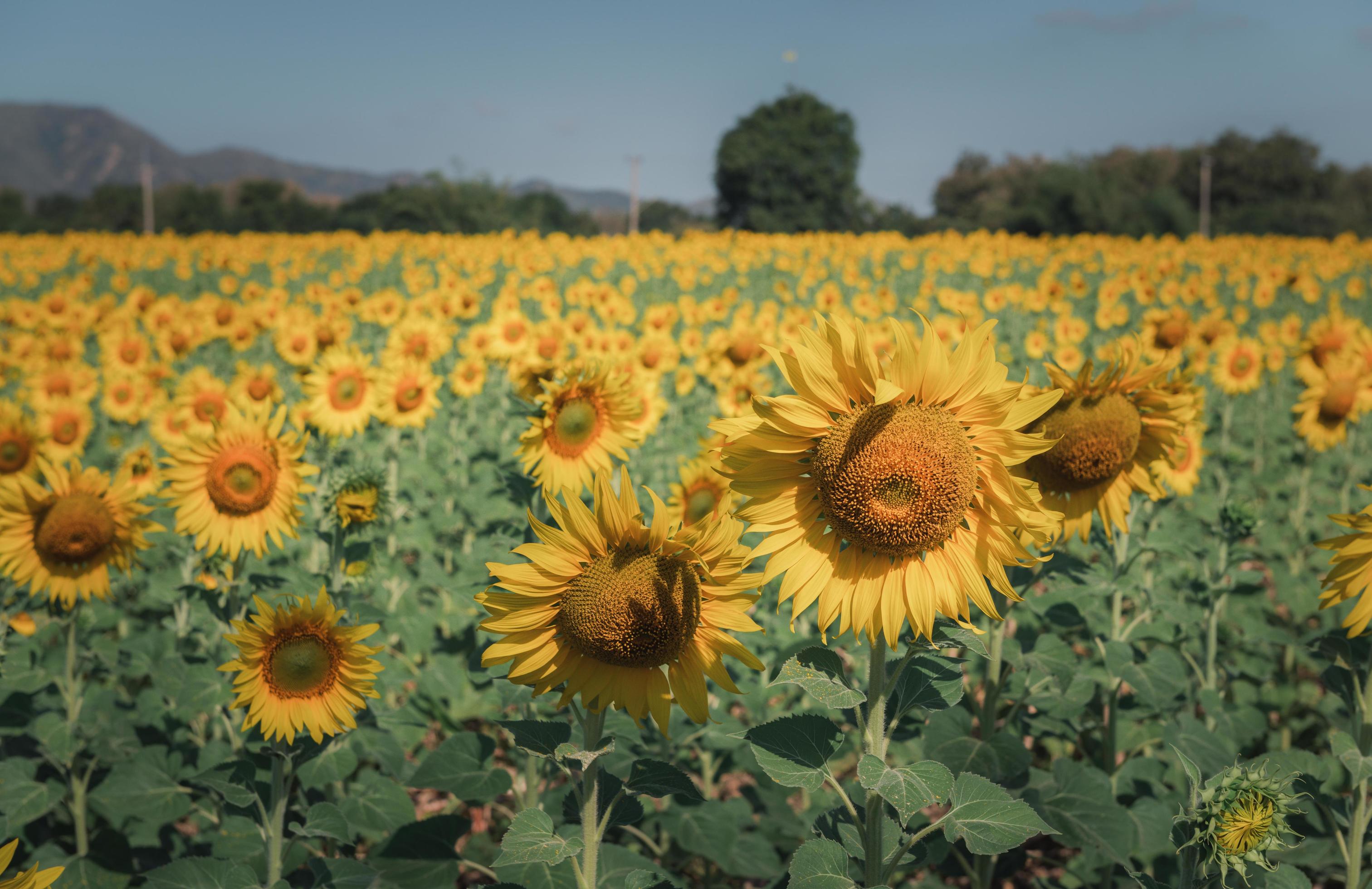 Sunflowers is blooming in the sunflower field on vintage film tone. Stock Free