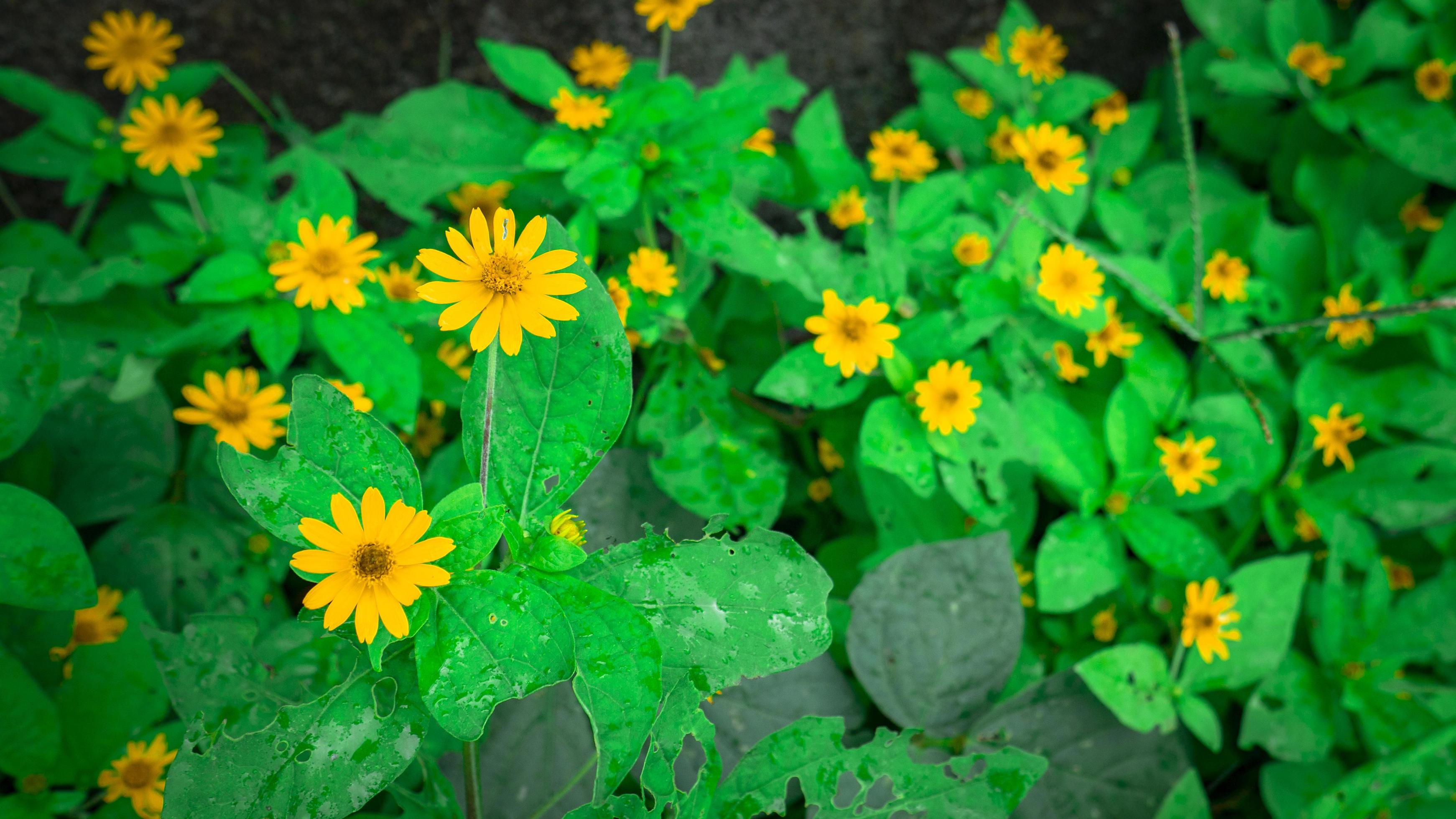 yellow wild flower when spring time on the garden. The photo is suitable to use for nature background and botanical content media. Stock Free