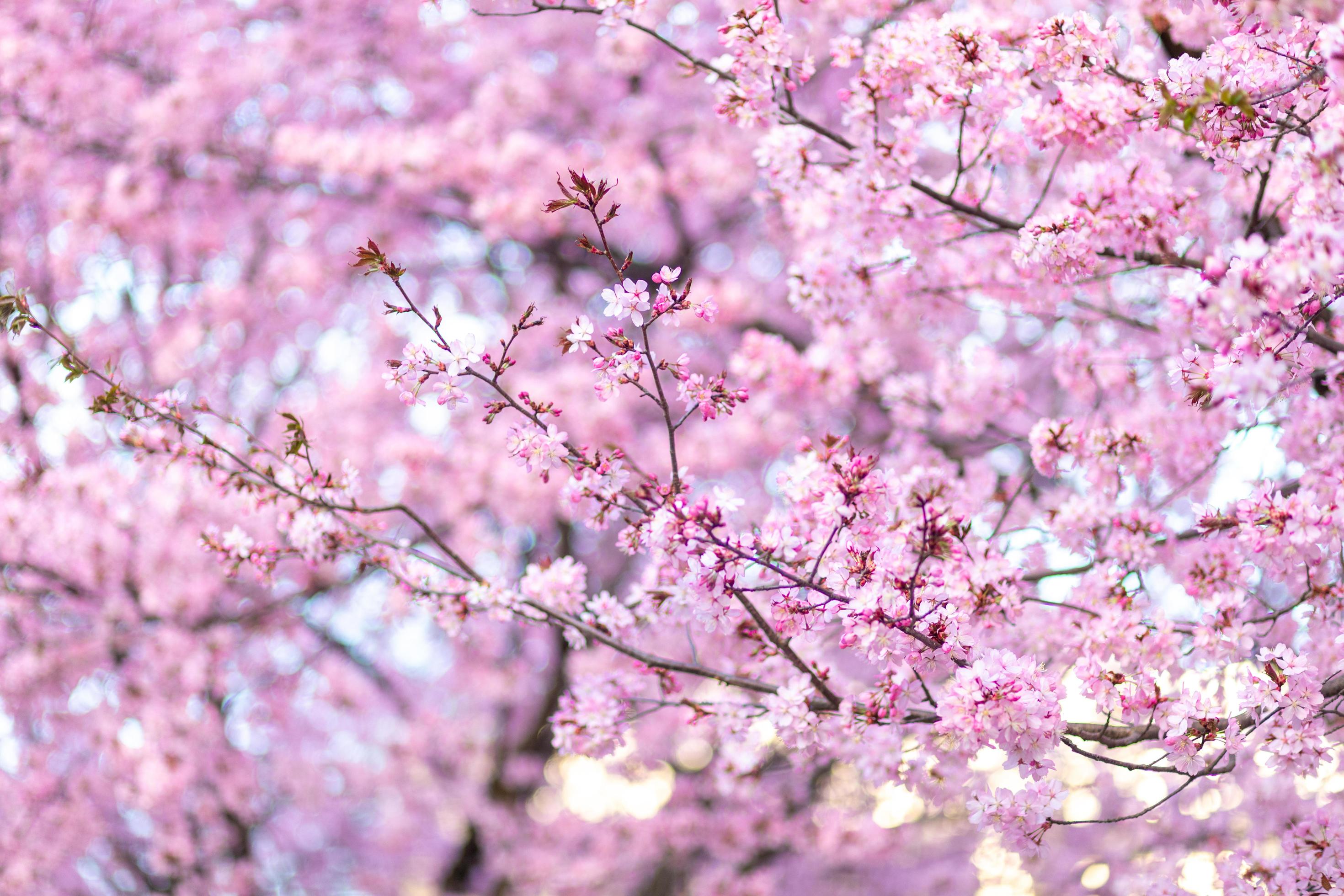 Cherry Blossom – Clourfull image of the cherry blossom flowers on the tree Stock Free