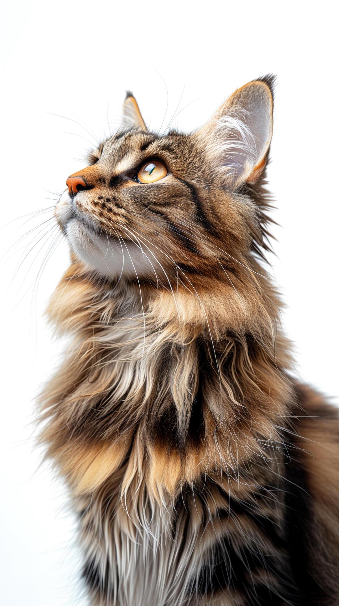 Portrait of a Maine Coon cat full body against a white background. Stock Free