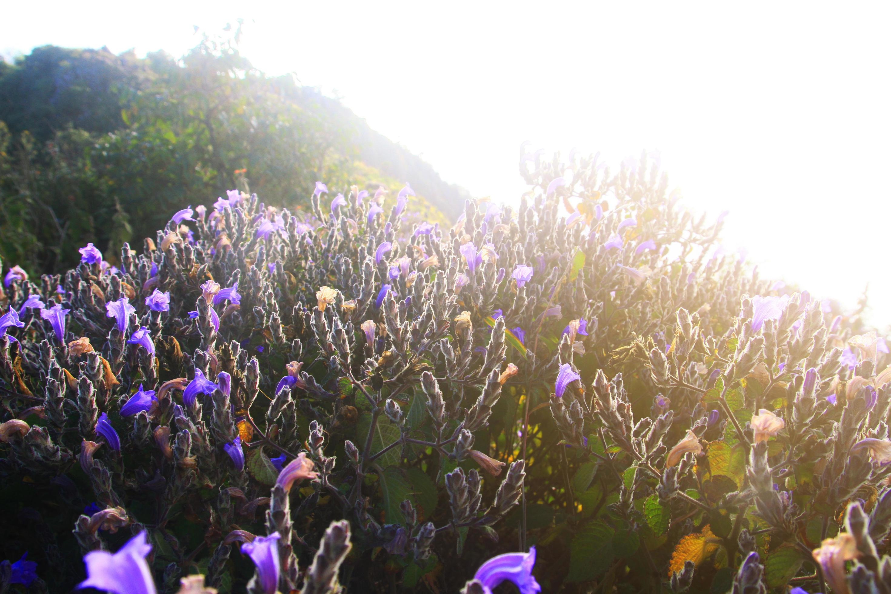 Beautiful wild Purple flowers with golden light in sunrise. Blossom spring field floral with blue sky in forest on the mountain, Thailand Stock Free