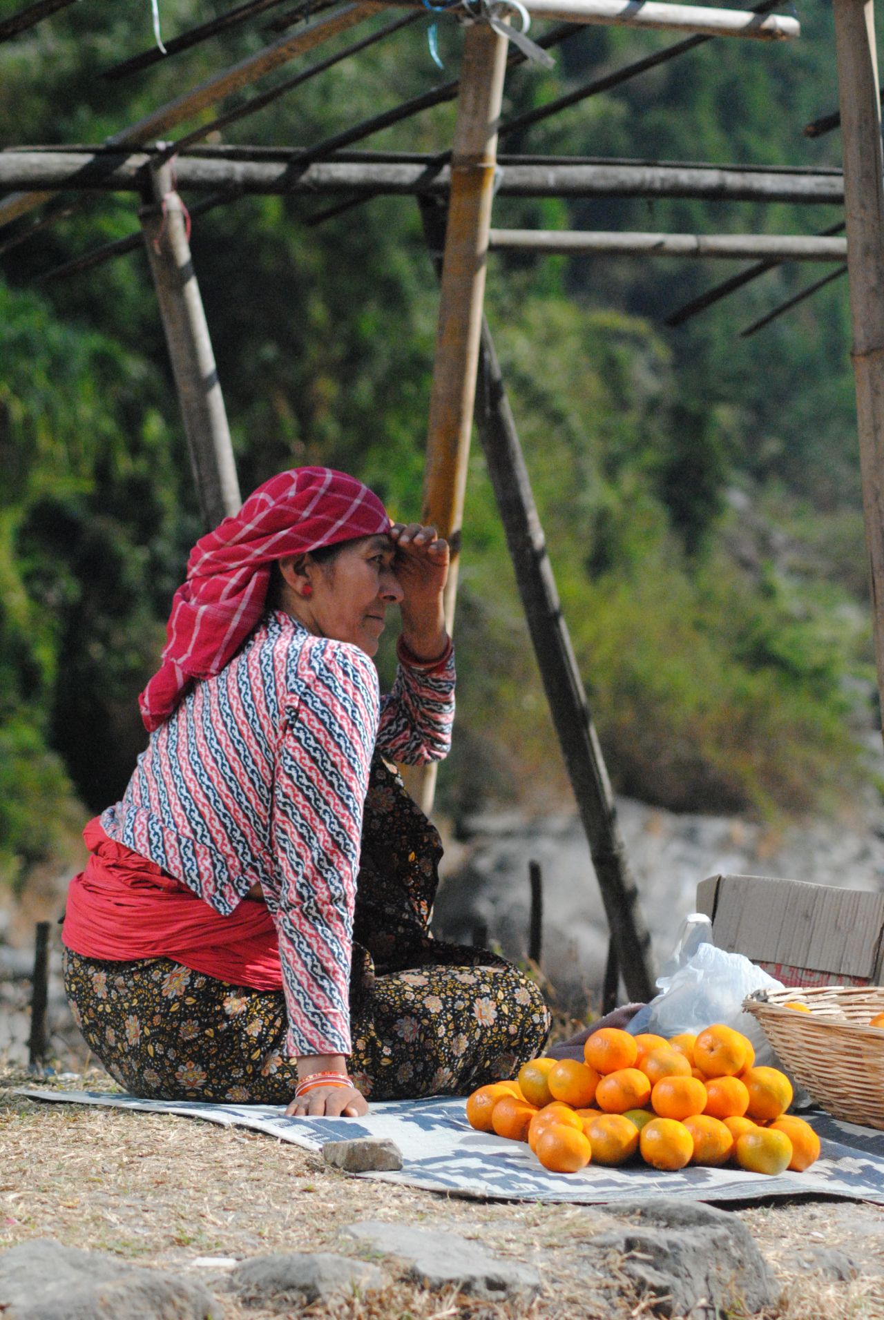 Orange Seller India Stock Free