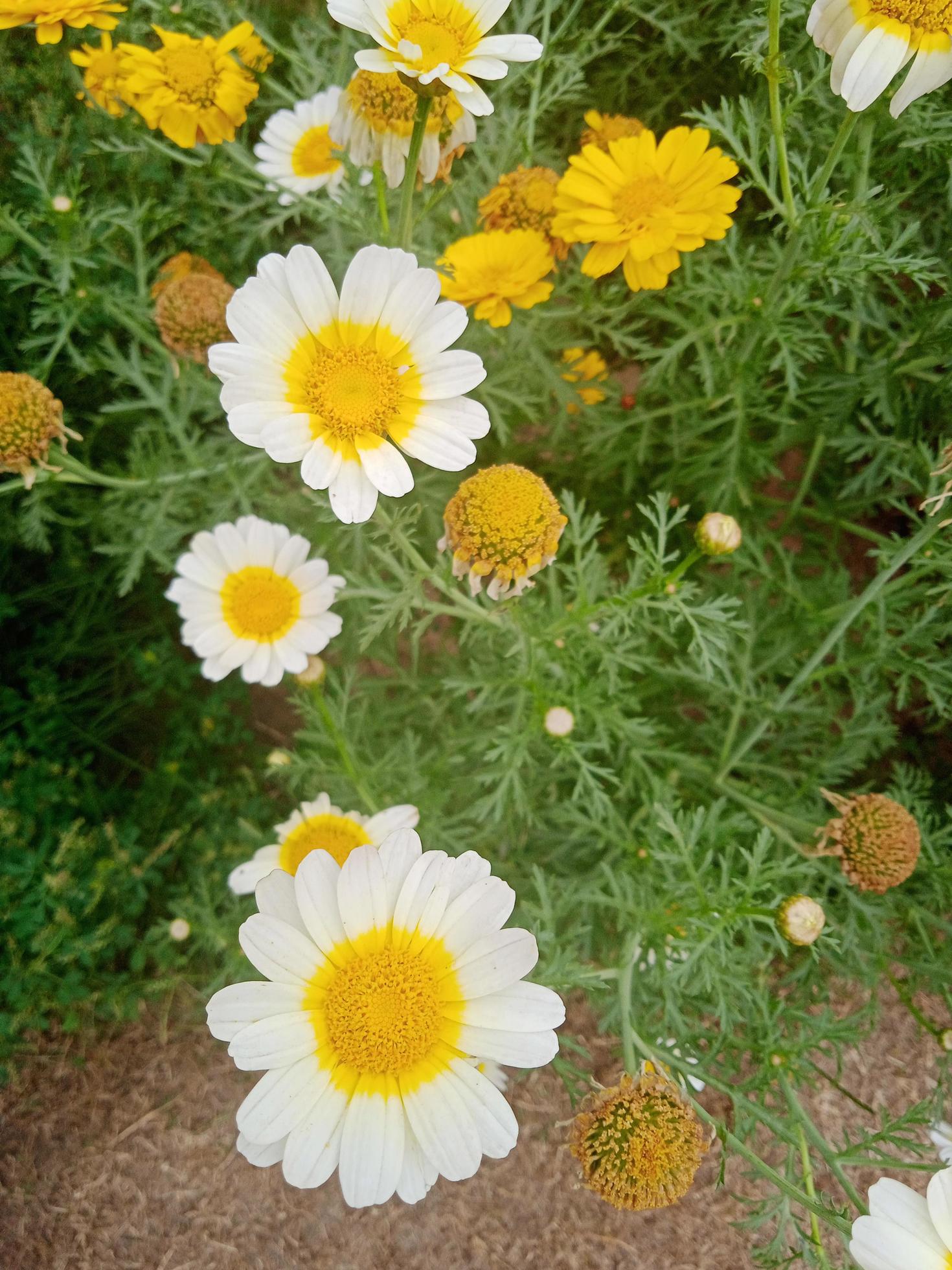 yellow and white daisy flower Stock Free