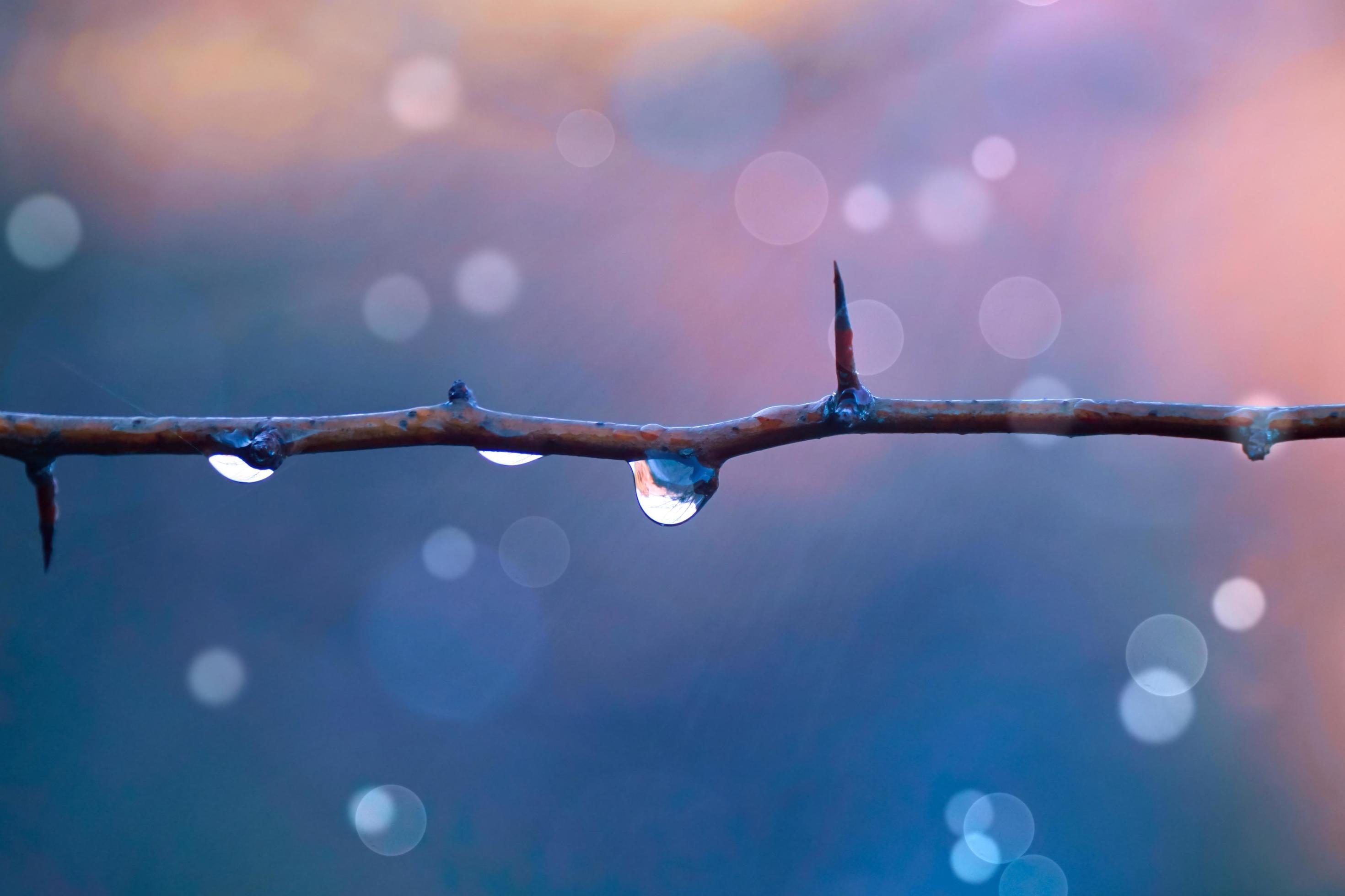 drop on the tree branch in rainy days in autumn season Stock Free