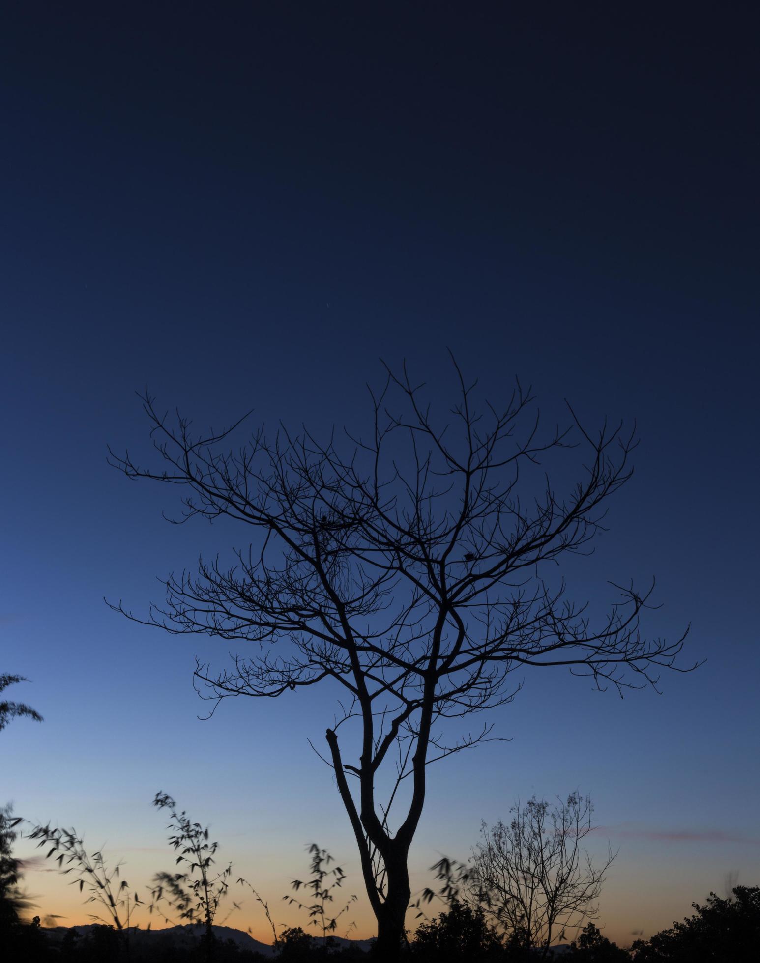 Silhouette of dry tree at sunset. Stock Free