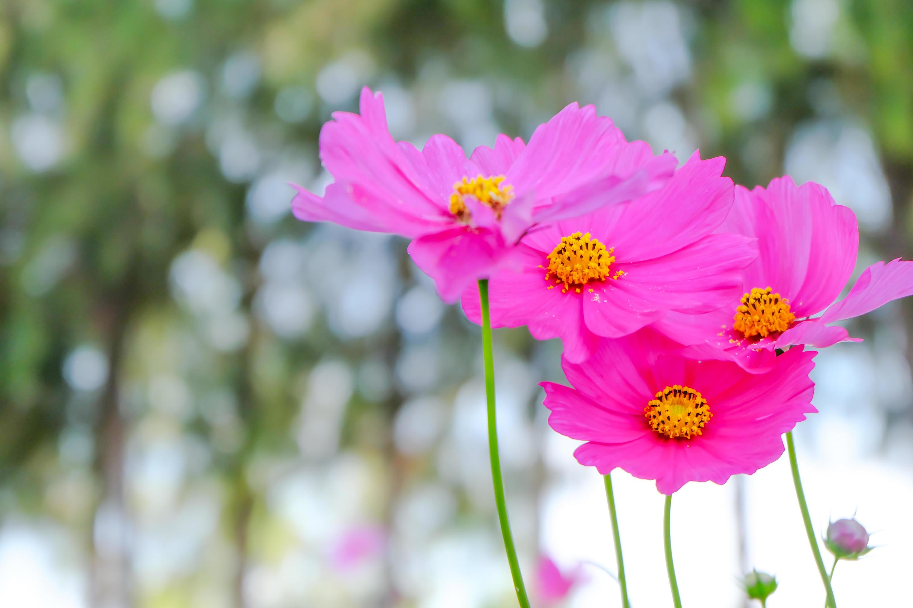 Pink cosmos flower beautiful blooming in the garden Stock Free