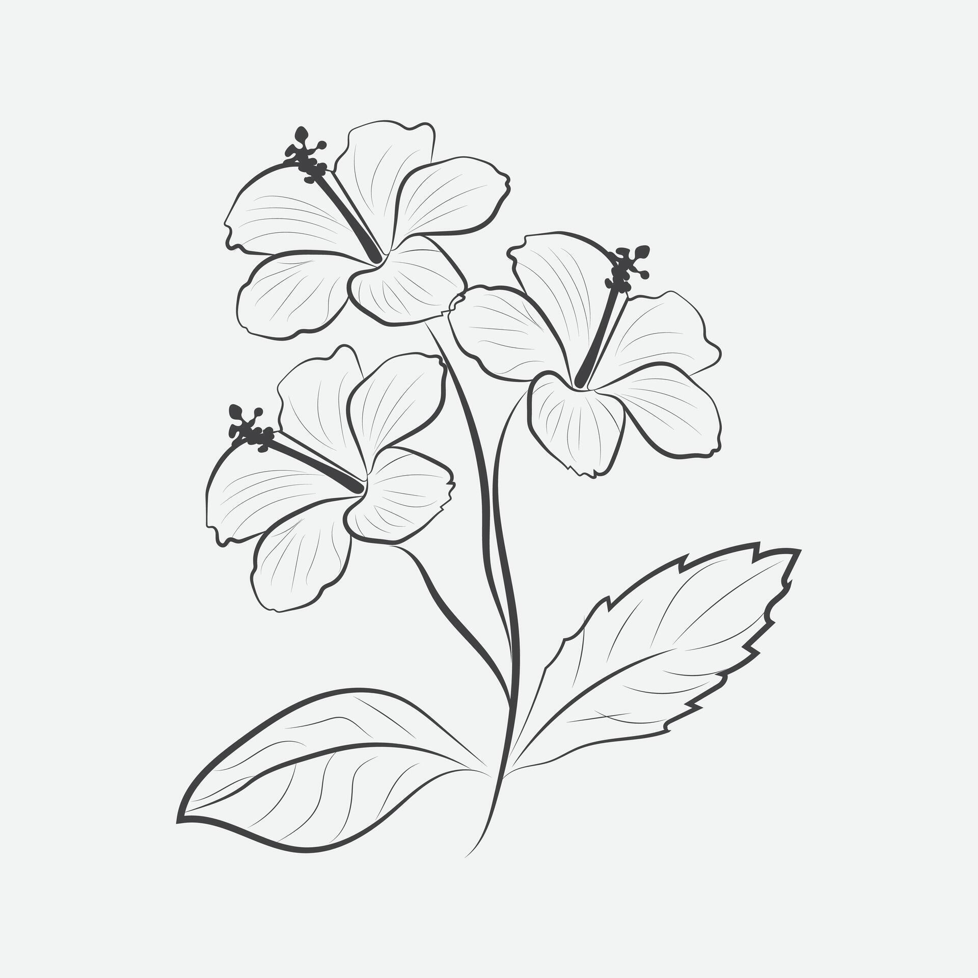 hibiscus flower line art. Stock Free