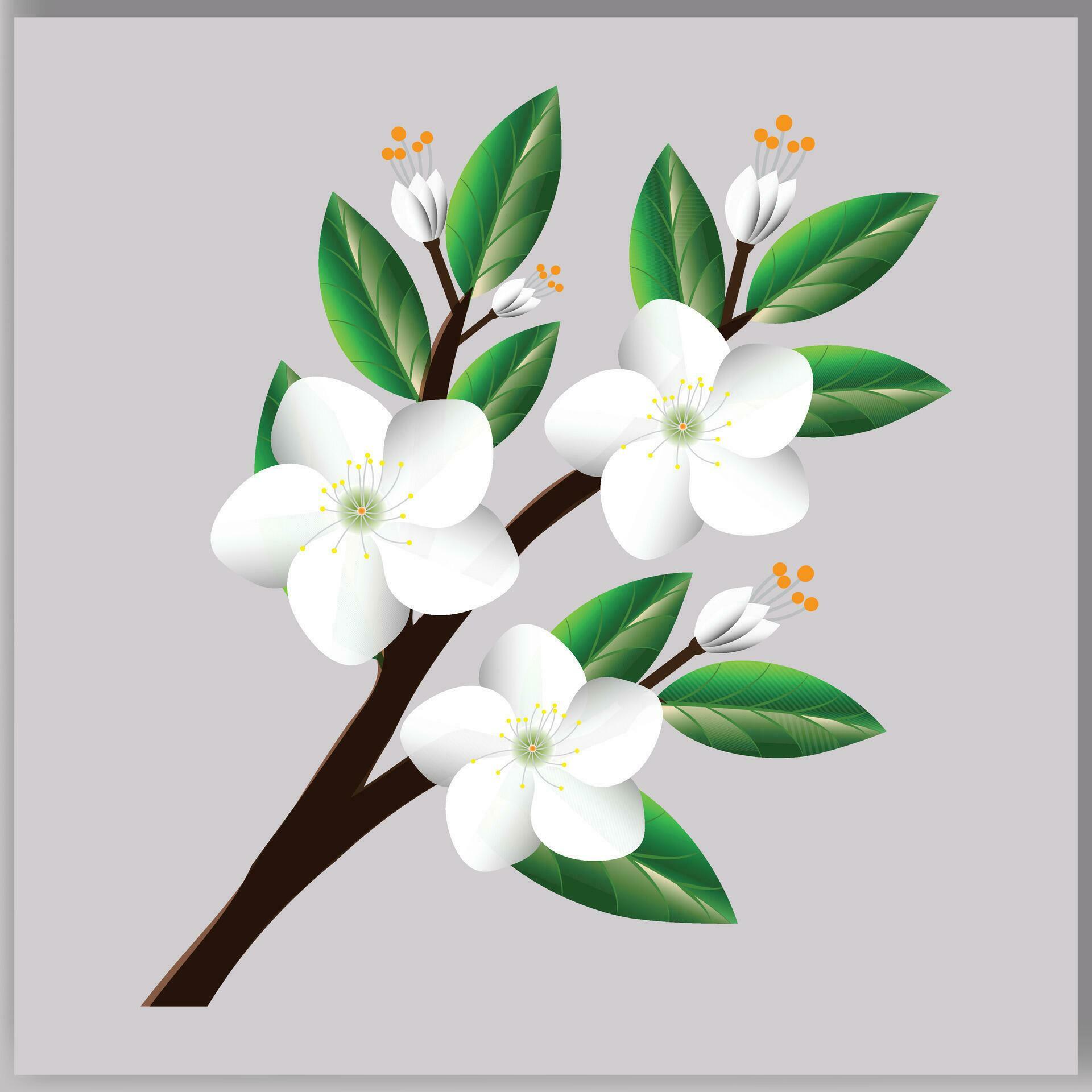 vector white cherry blossom. white flowers on a branch Illustration. Stock Free