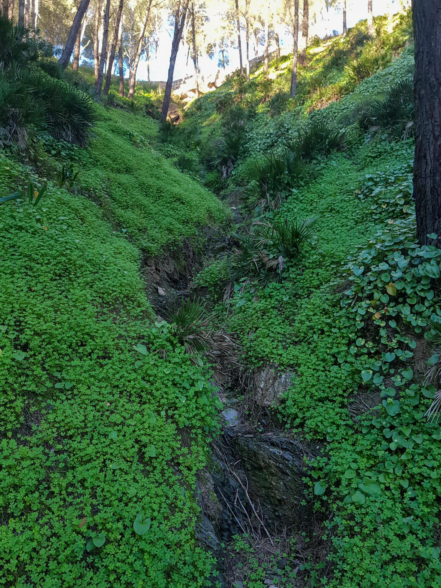 Discover the serenity of natural mountainous grass among the pine trees Stock Free