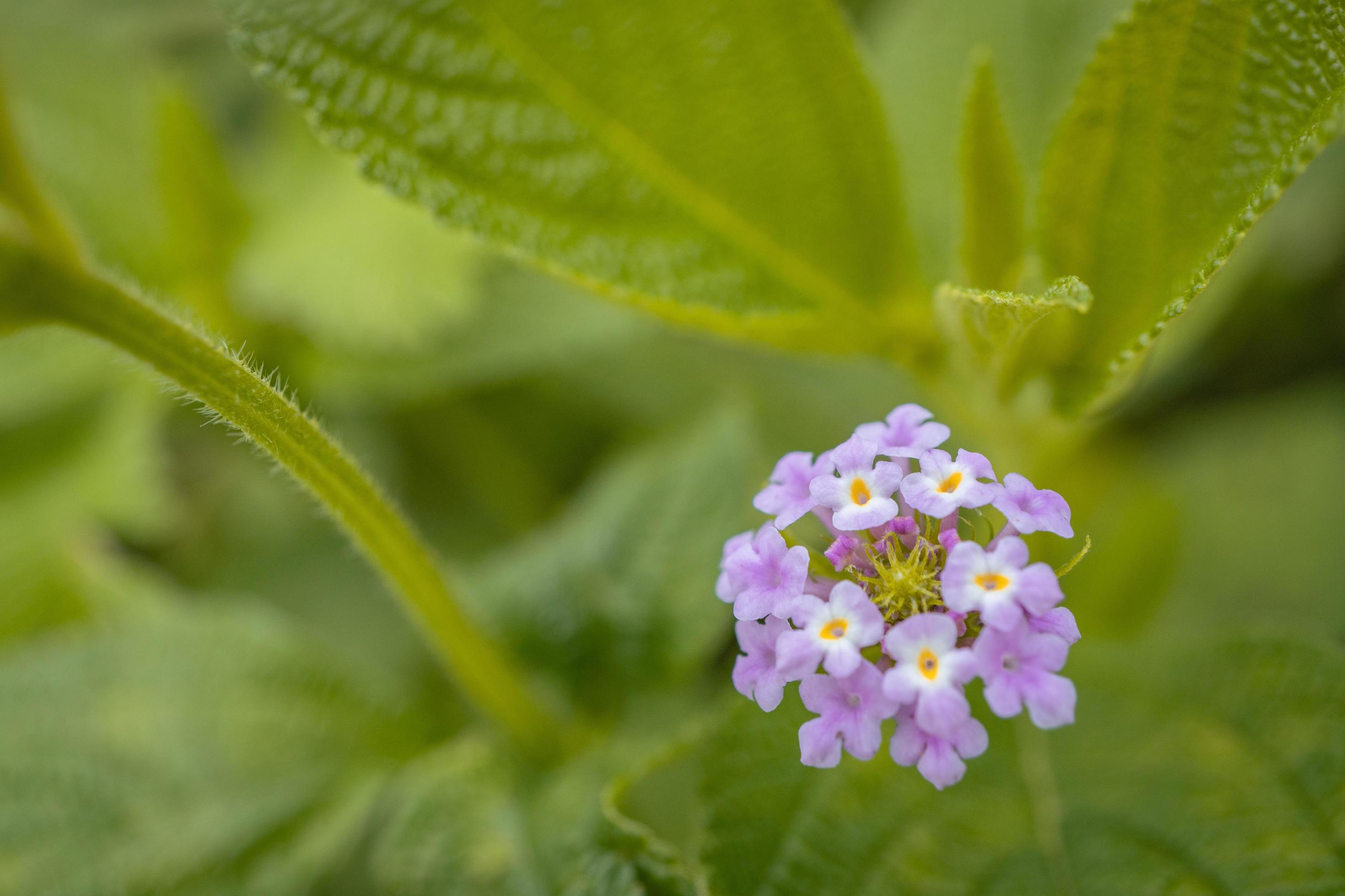 Macro photo of meadow flower white, pink yellow and violet color. The photo is suitable to use for nature flower background, poster and advertising. Stock Free