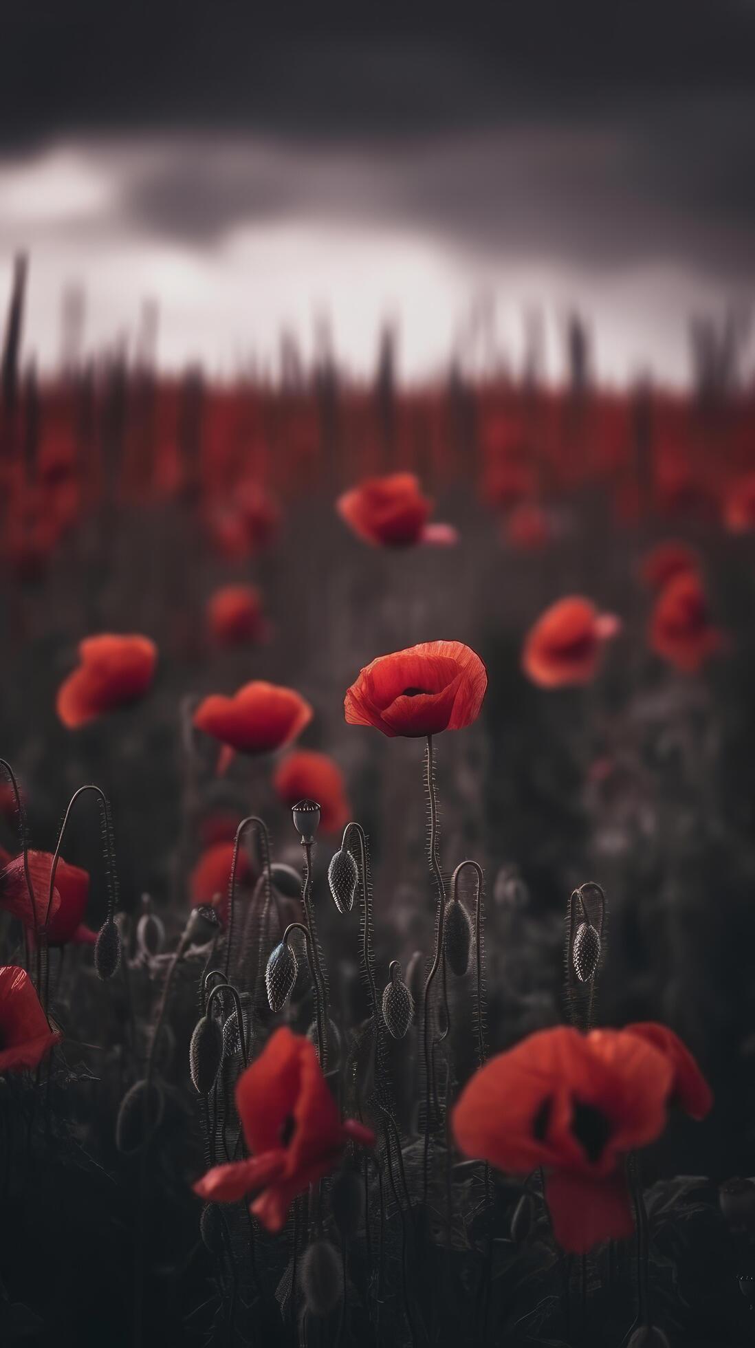 Poppy flower background for Anzac day. Illustration Stock Free