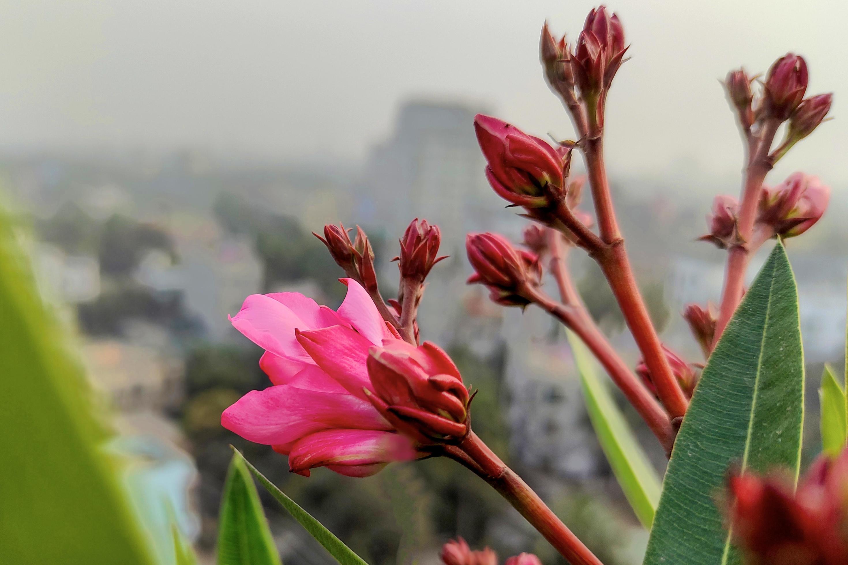 Fuchsia Oleander Flowers on Terrace Closer Landscape in The Sky Stock Free