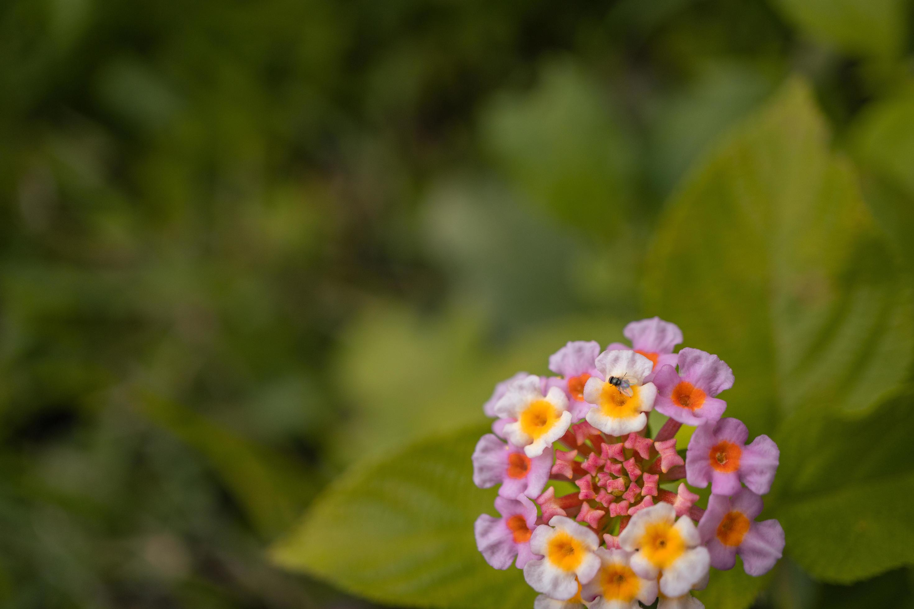 Macro photo of meadow flower white, pink yellow and violet color. The photo is suitable to use for nature flower background, poster and advertising. Stock Free