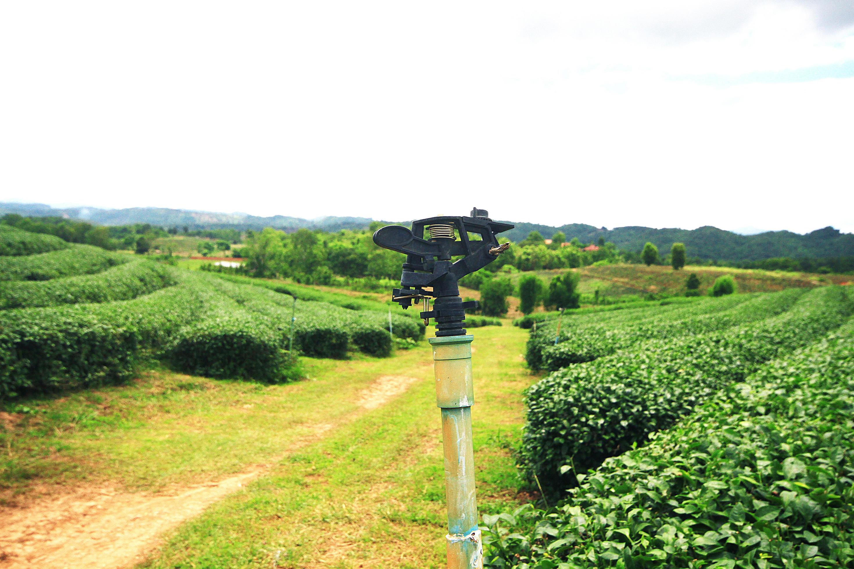 Sprinkler watering plants with tea plantation on the mountain and forest hill in rain season at Thailand Stock Free