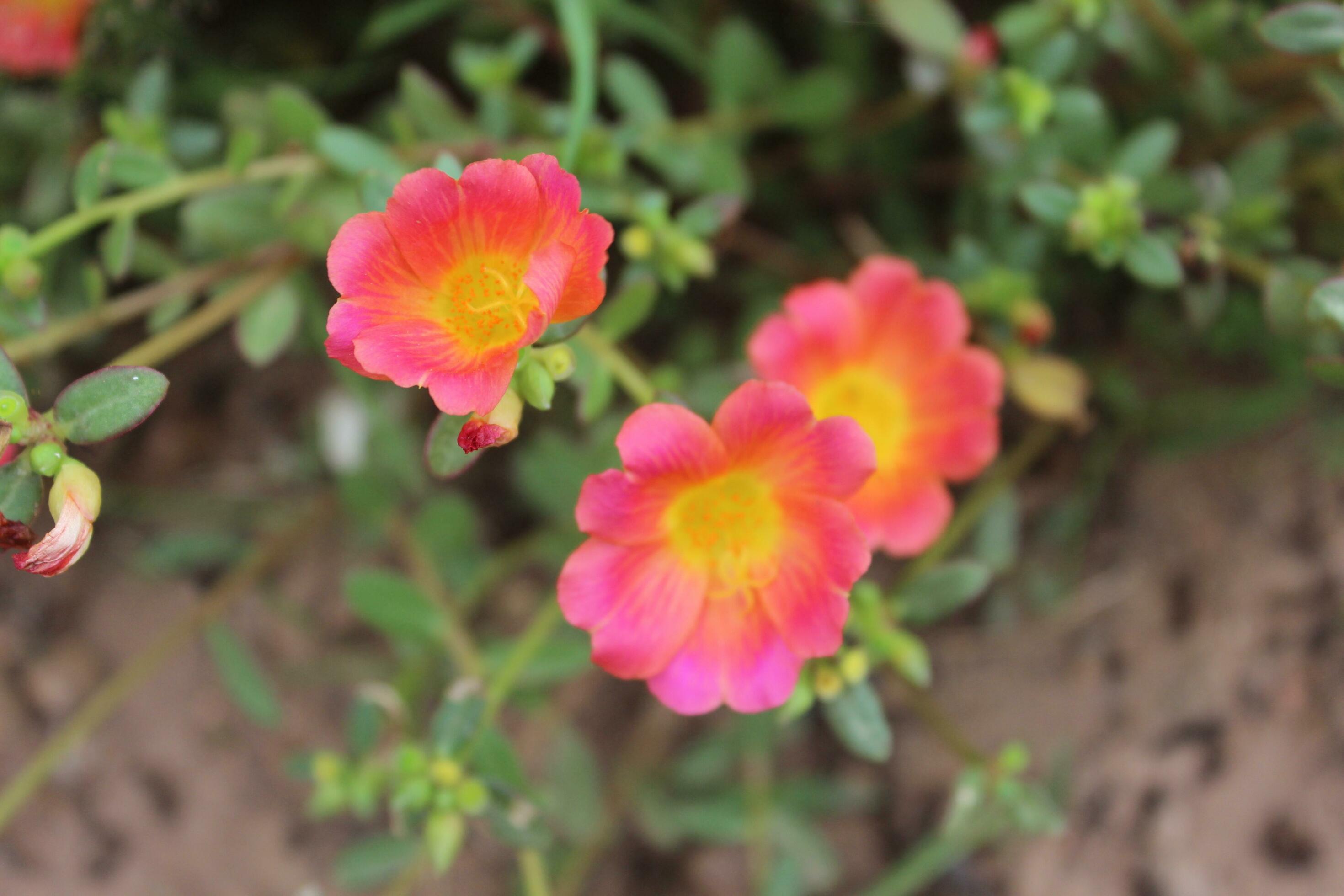 Portulaca oleracea common purslane, also known as verdolaga, red root, or pursley is an annual succulent in the family Portulacaceae. Stock Free