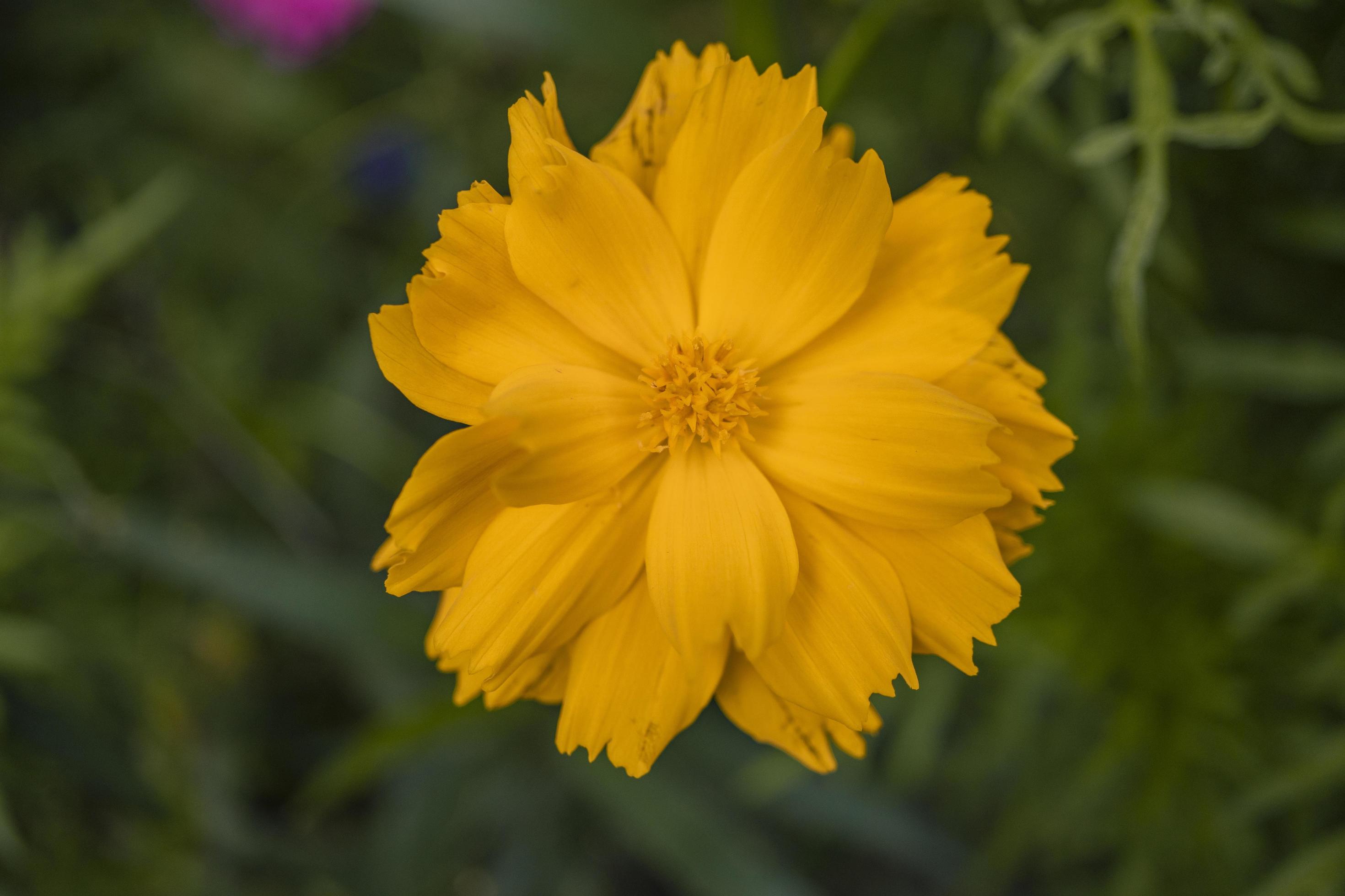 Close up photo of yellow cosmos flower when spring season. Stock Free