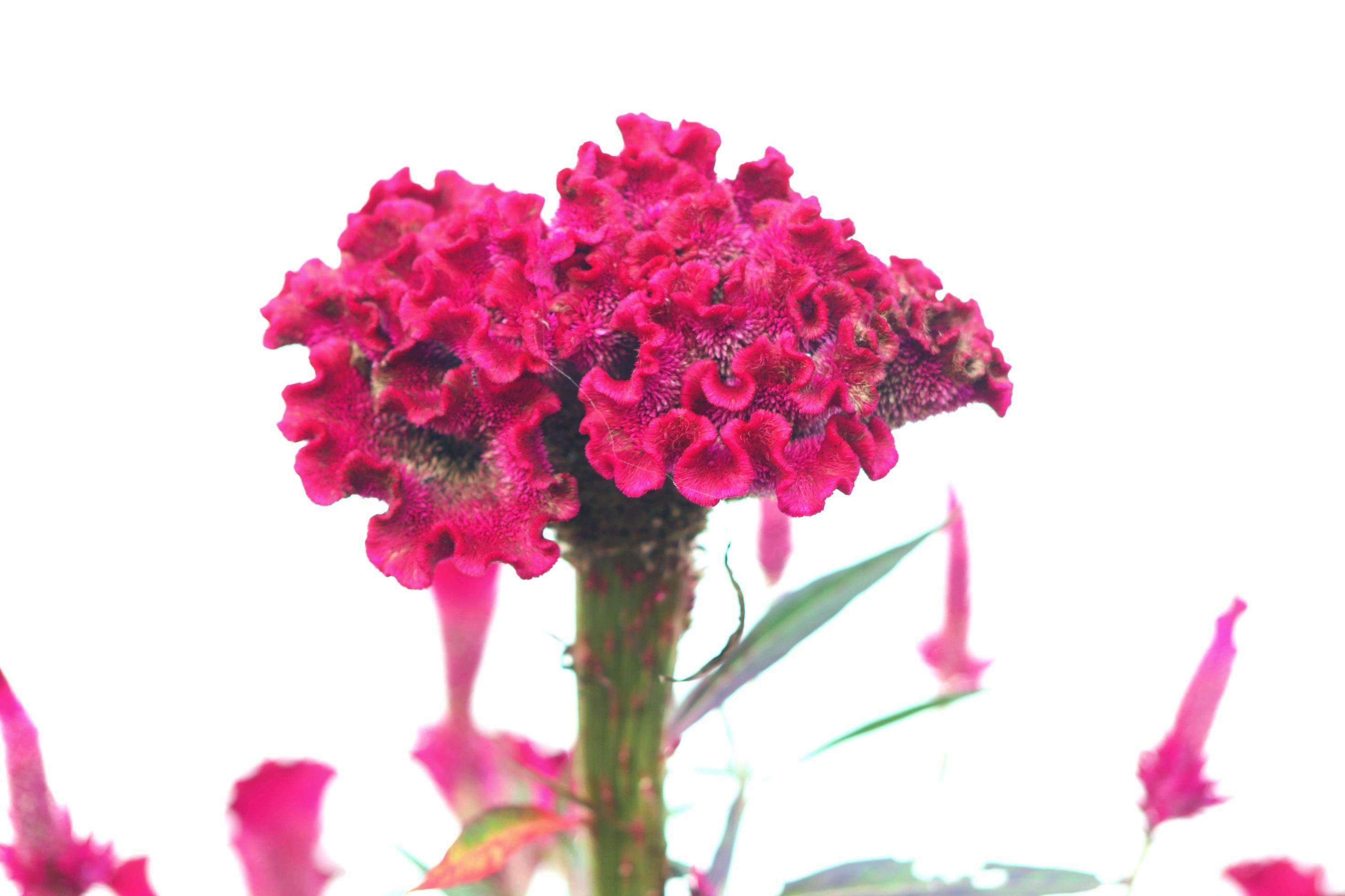 Pink flowers with a white background texture Stock Free