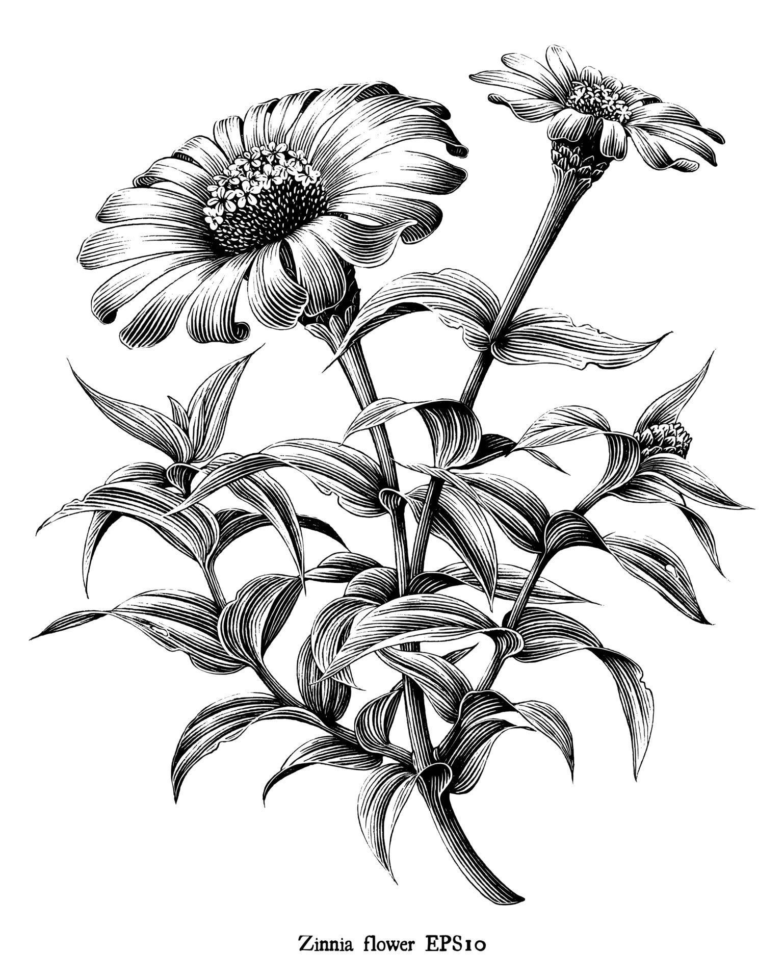 Zinnia flower botanical vintage illustration black and white art isolated on white background Stock Free