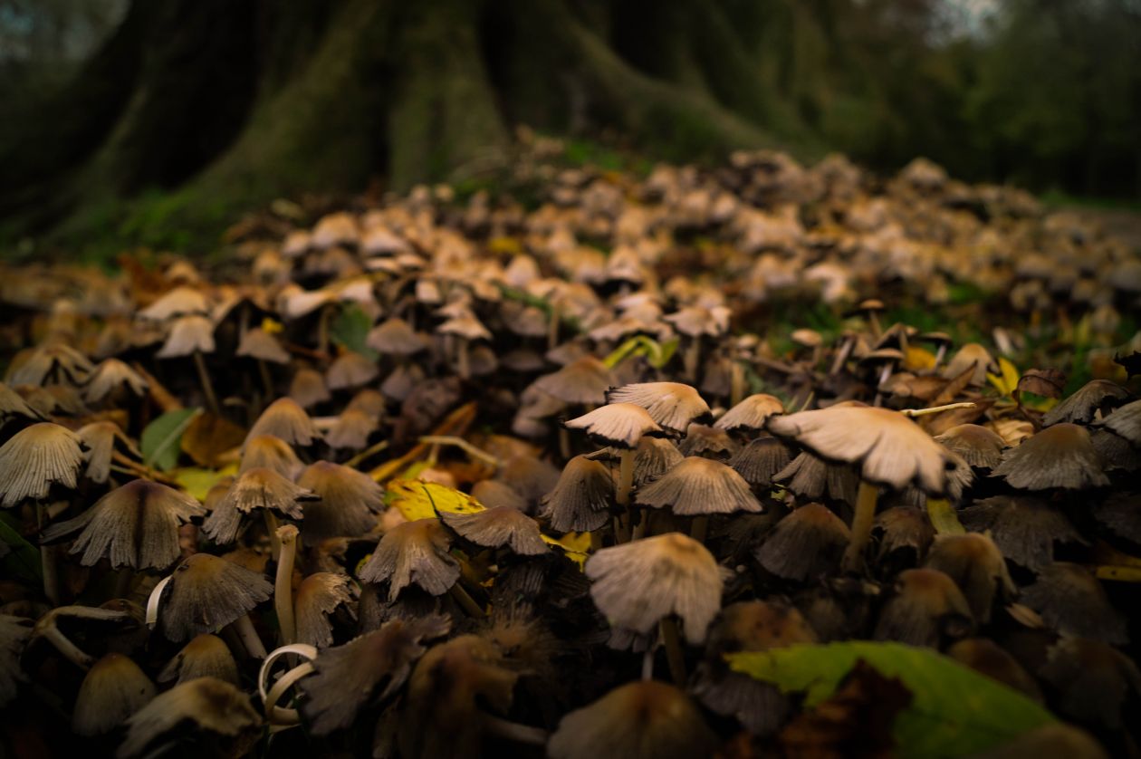 Field of mushrooms Stock Free