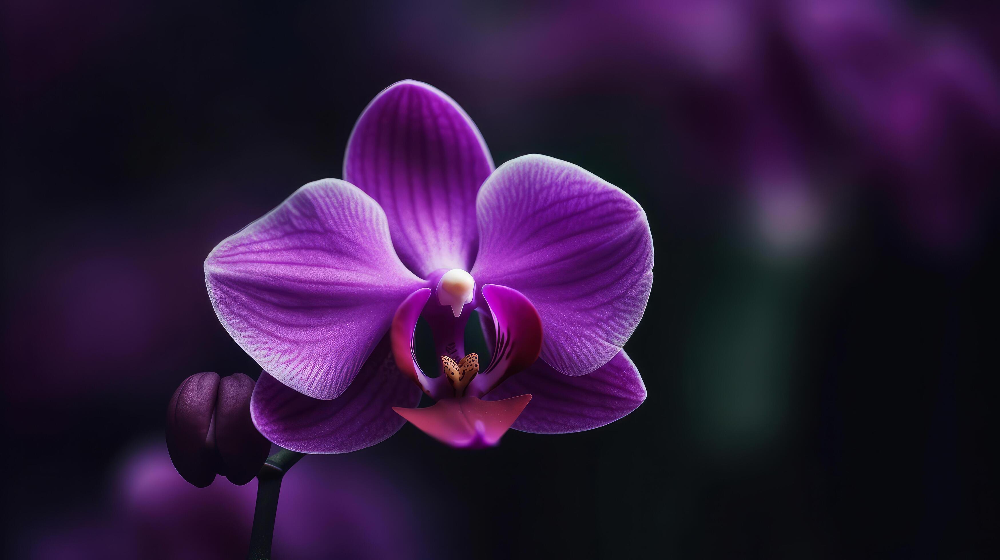 Orchid flower. Illustration Stock Free