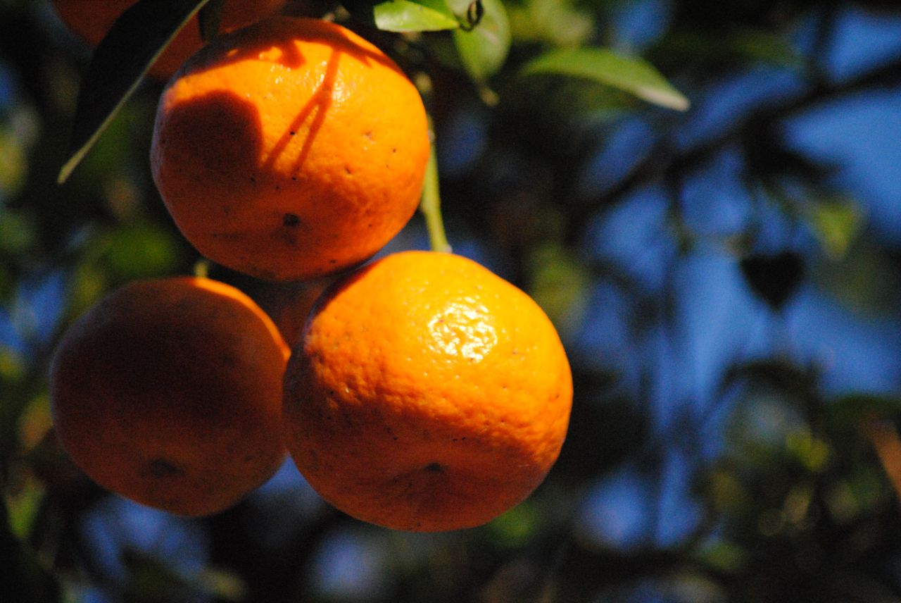 Orange Plants Tree Stock Free